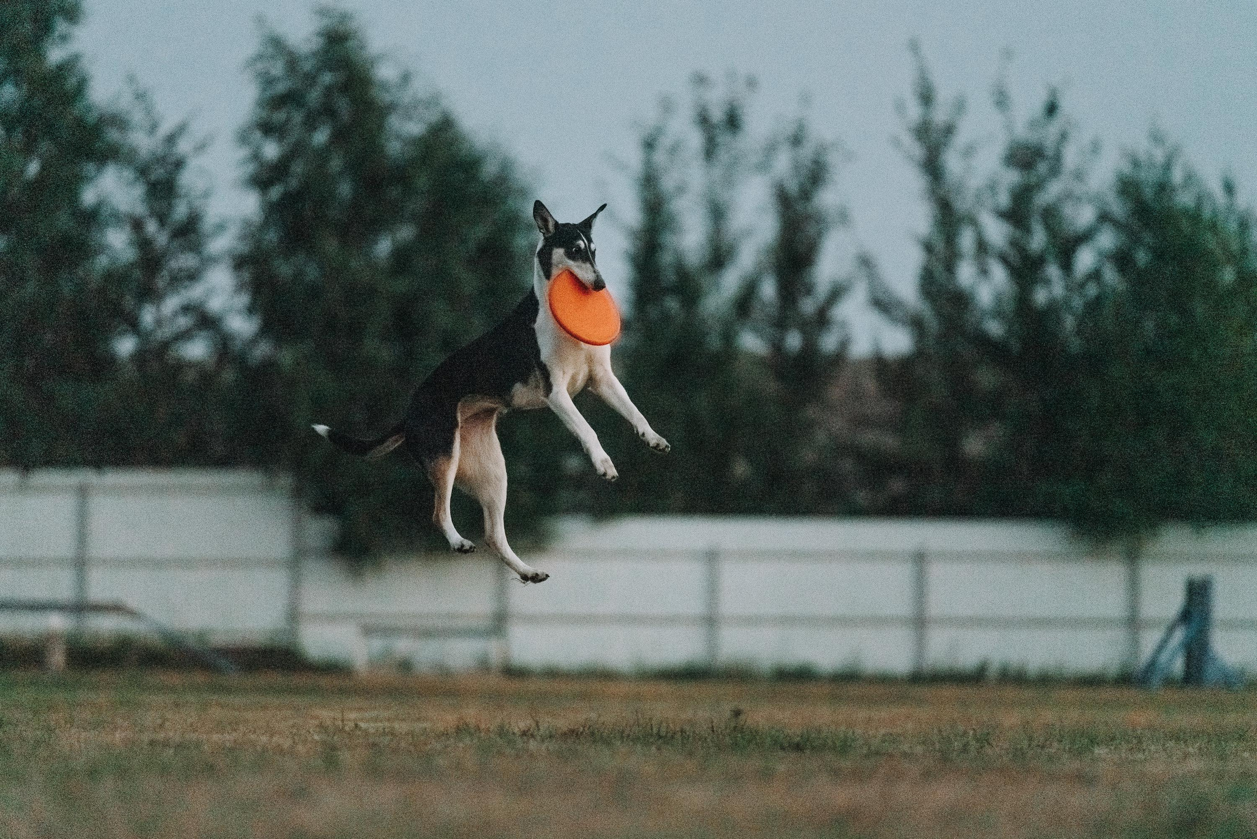 Фрисби игры UpDog. Фотограф анималист Осипчикова Мария