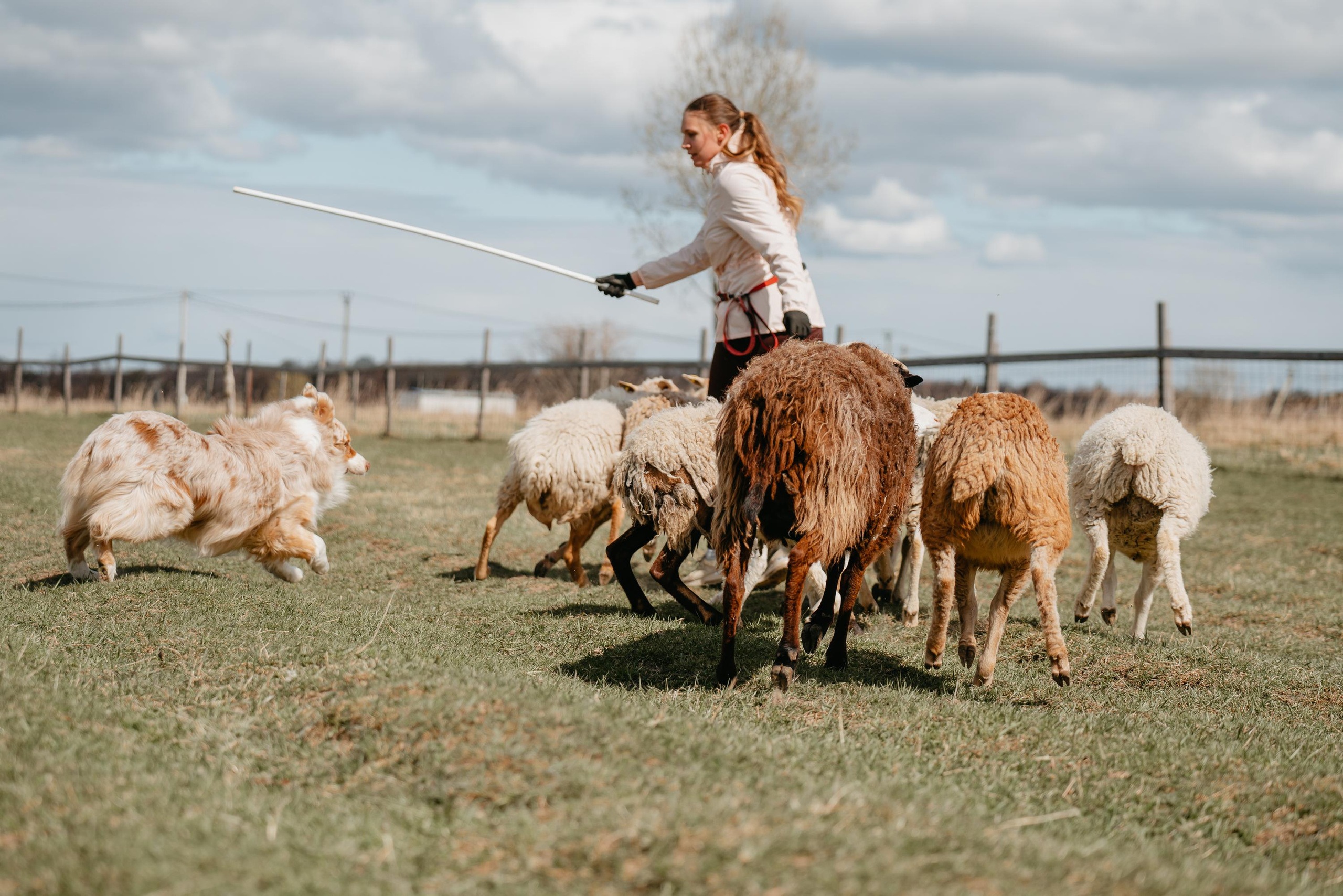 Пастушья служба. Фотограф анималист Осипчикова Мария