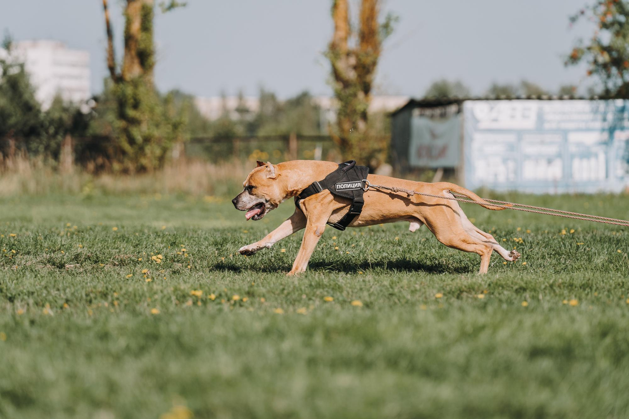 День пита и стаффа. Фотограф анималист Осипчикова Мария