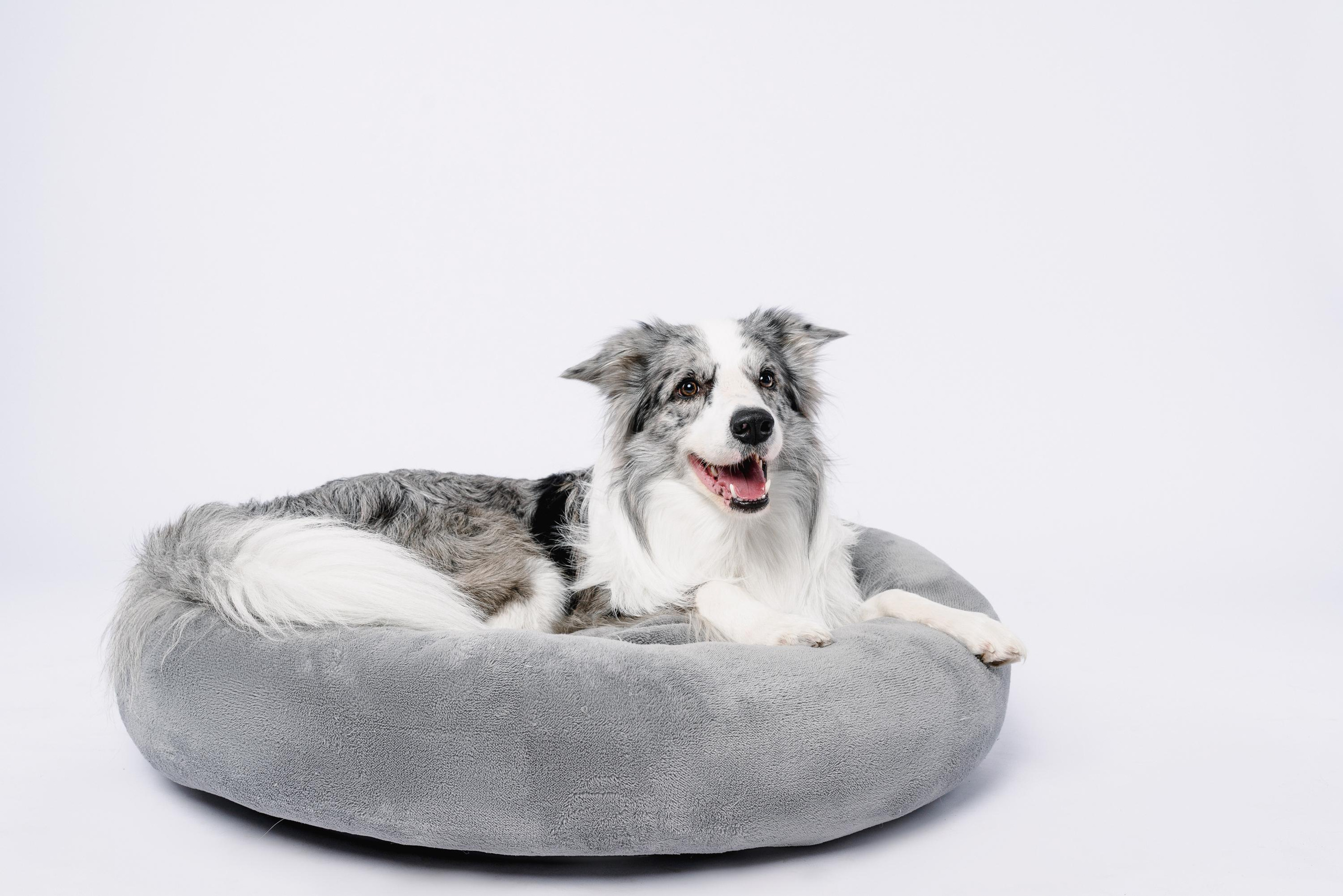 Юля и Ньютон. Фотограф анималист Осипчикова Мария