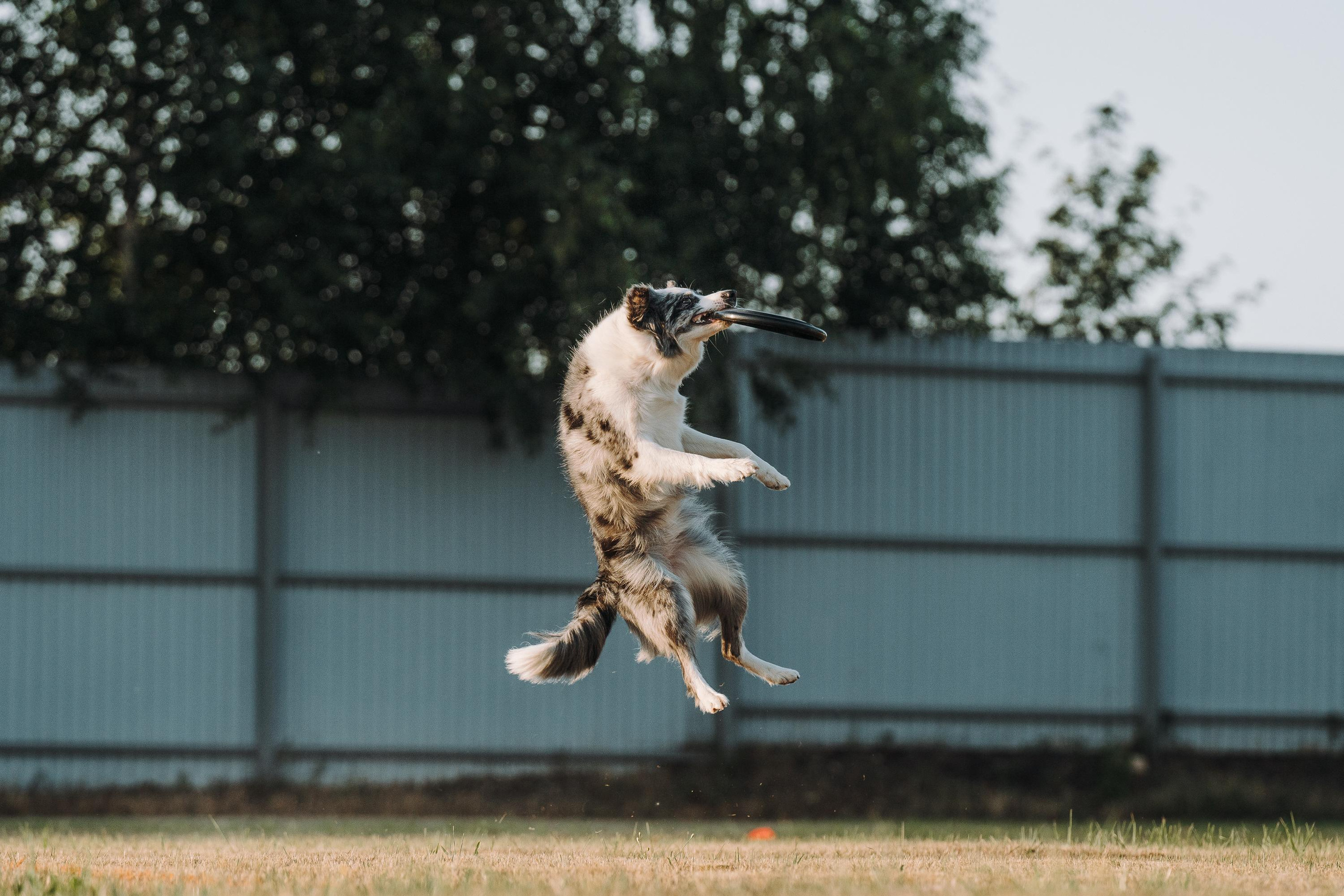 Фрисби игры UpDog. Фотограф анималист Осипчикова Мария