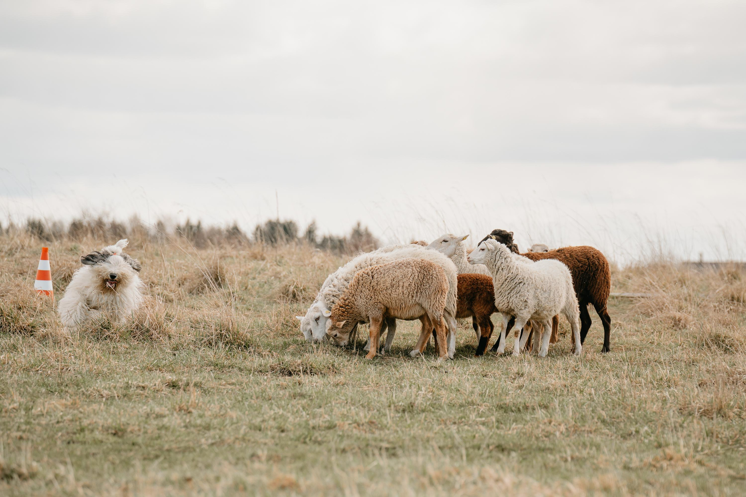 Пастушья служба. Фотограф анималист Осипчикова Мария