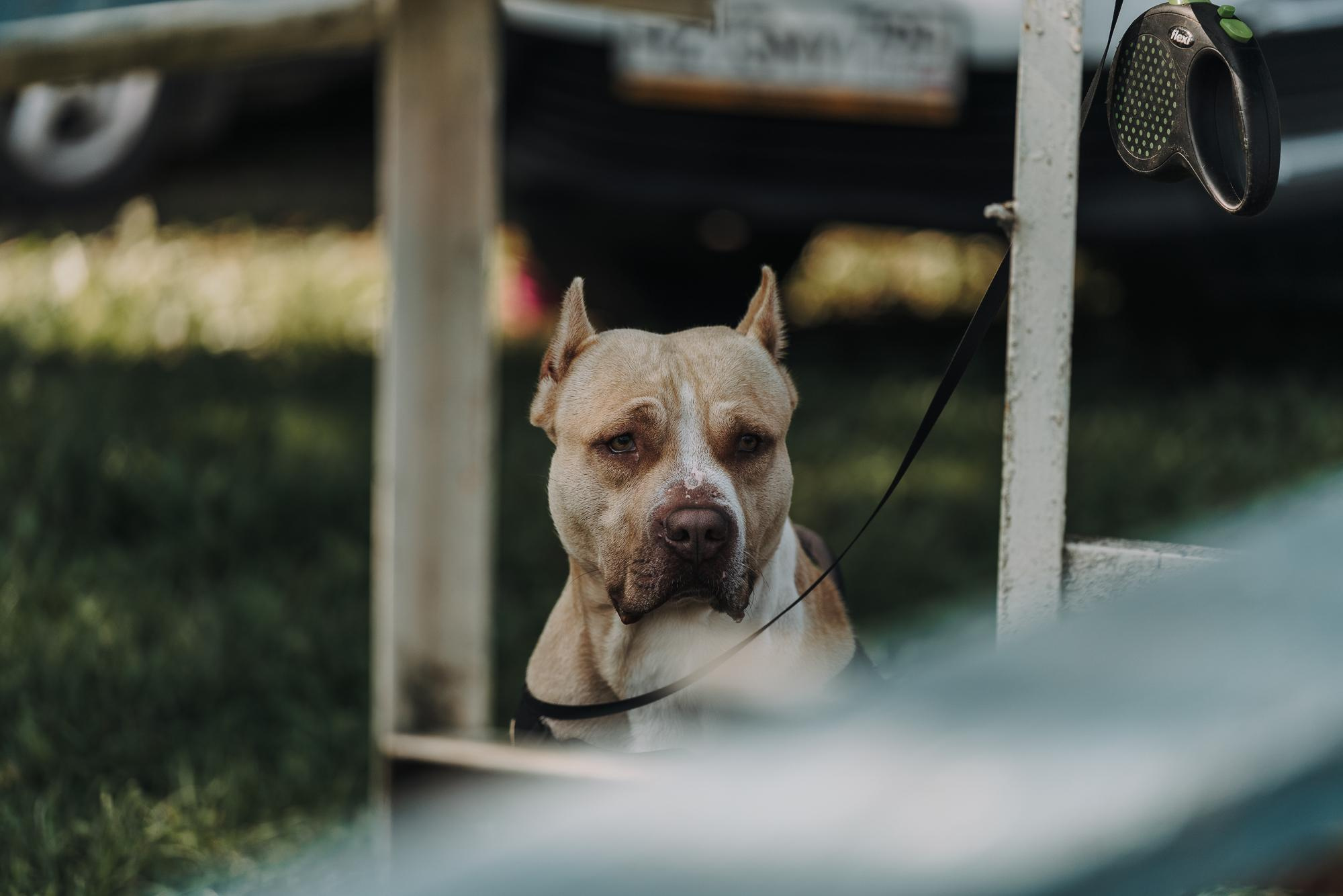 День пита и стаффа. Фотограф анималист Осипчикова Мария
