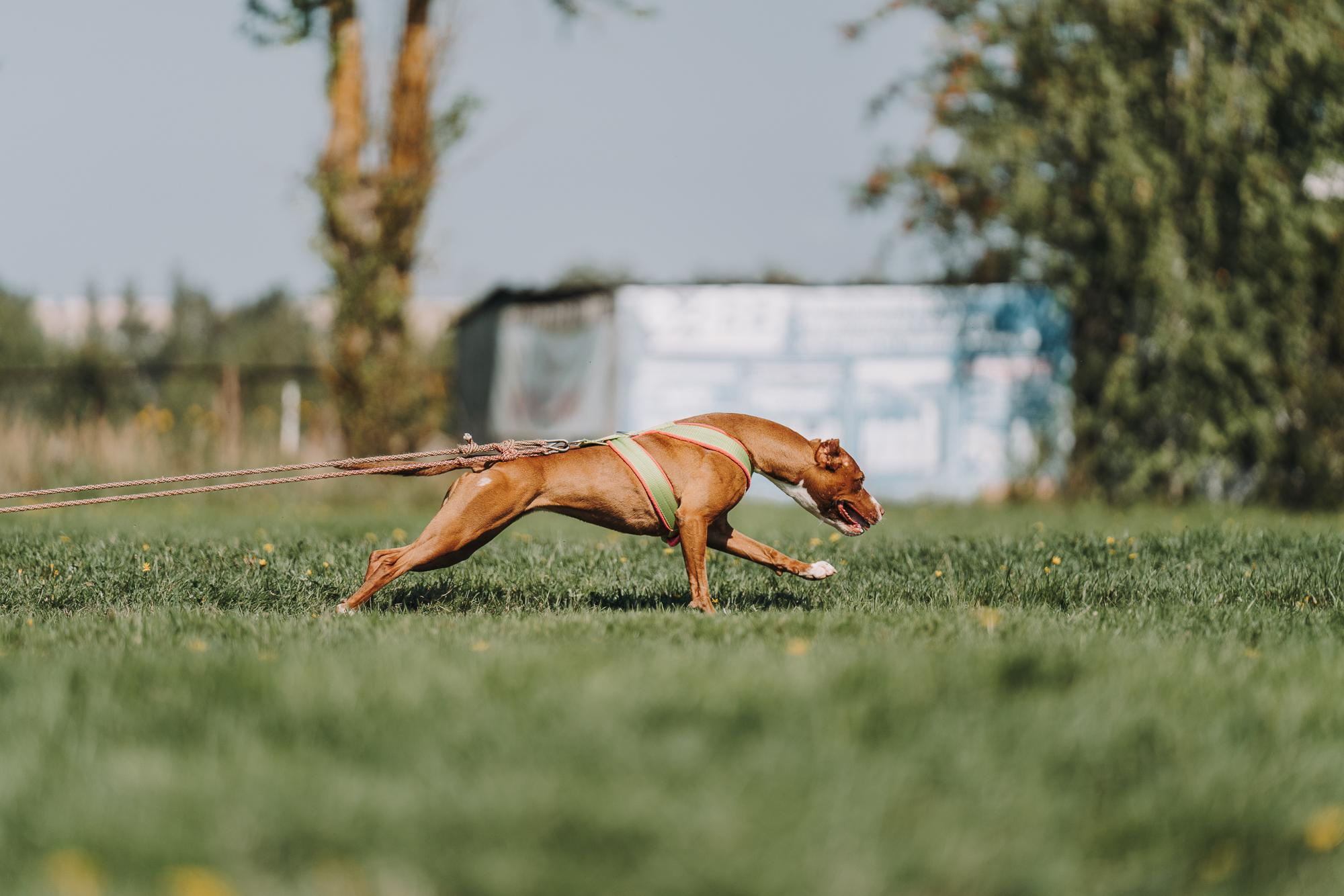 День пита и стаффа. Фотограф анималист Осипчикова Мария