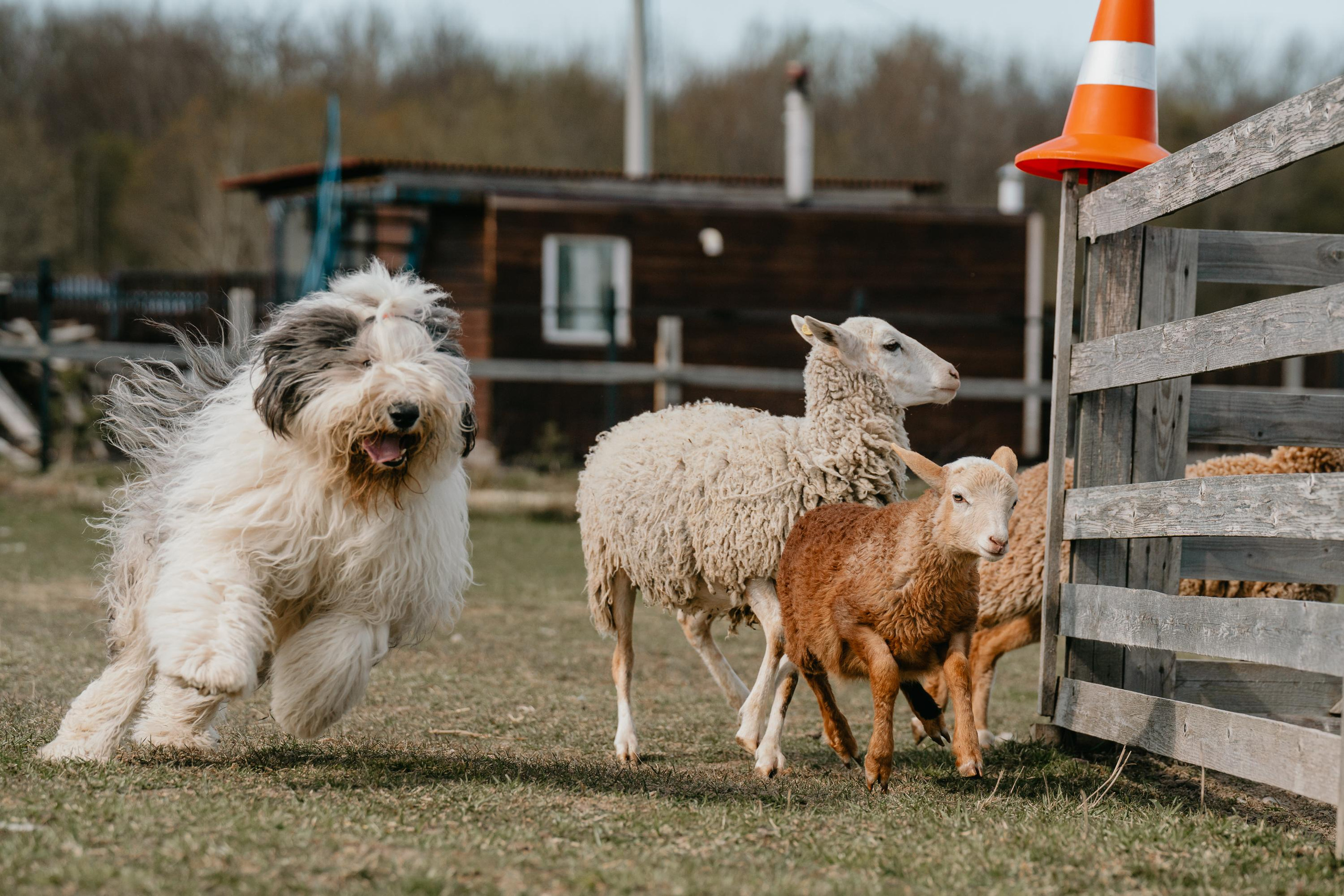 Пастушья служба. Фотограф анималист Осипчикова Мария
