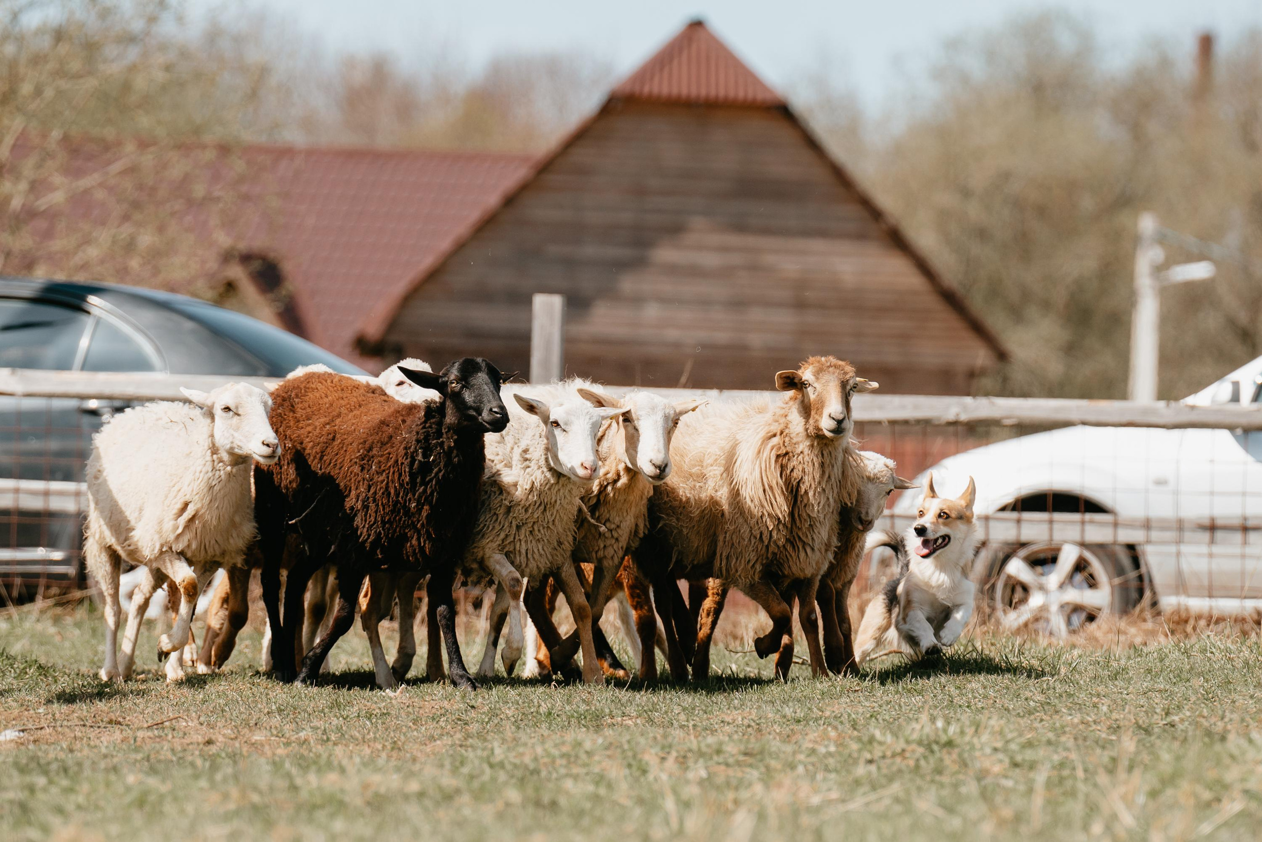 Пастушья служба. Фотограф анималист Осипчикова Мария