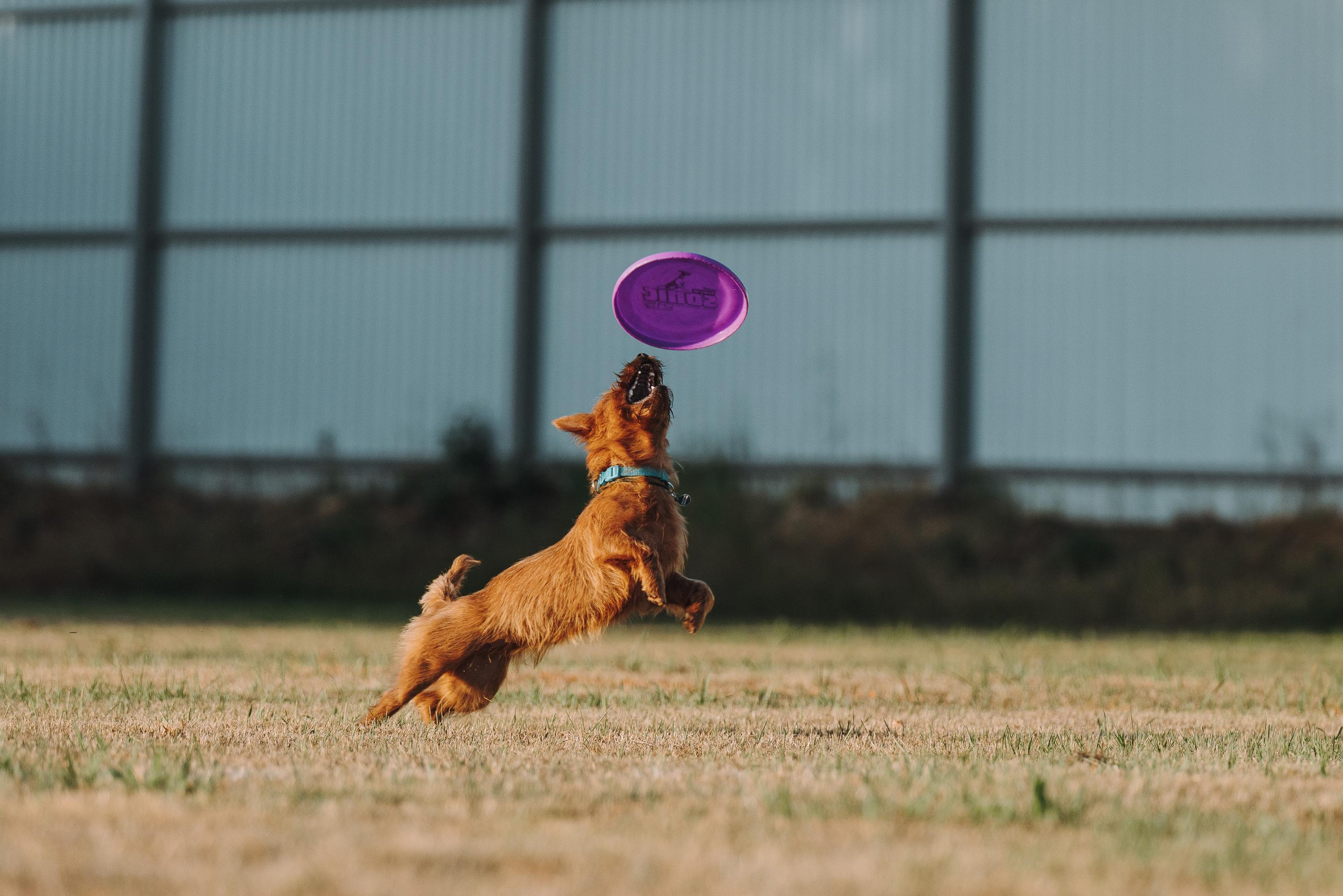 Фрисби игры UpDog. Фотограф анималист Осипчикова Мария