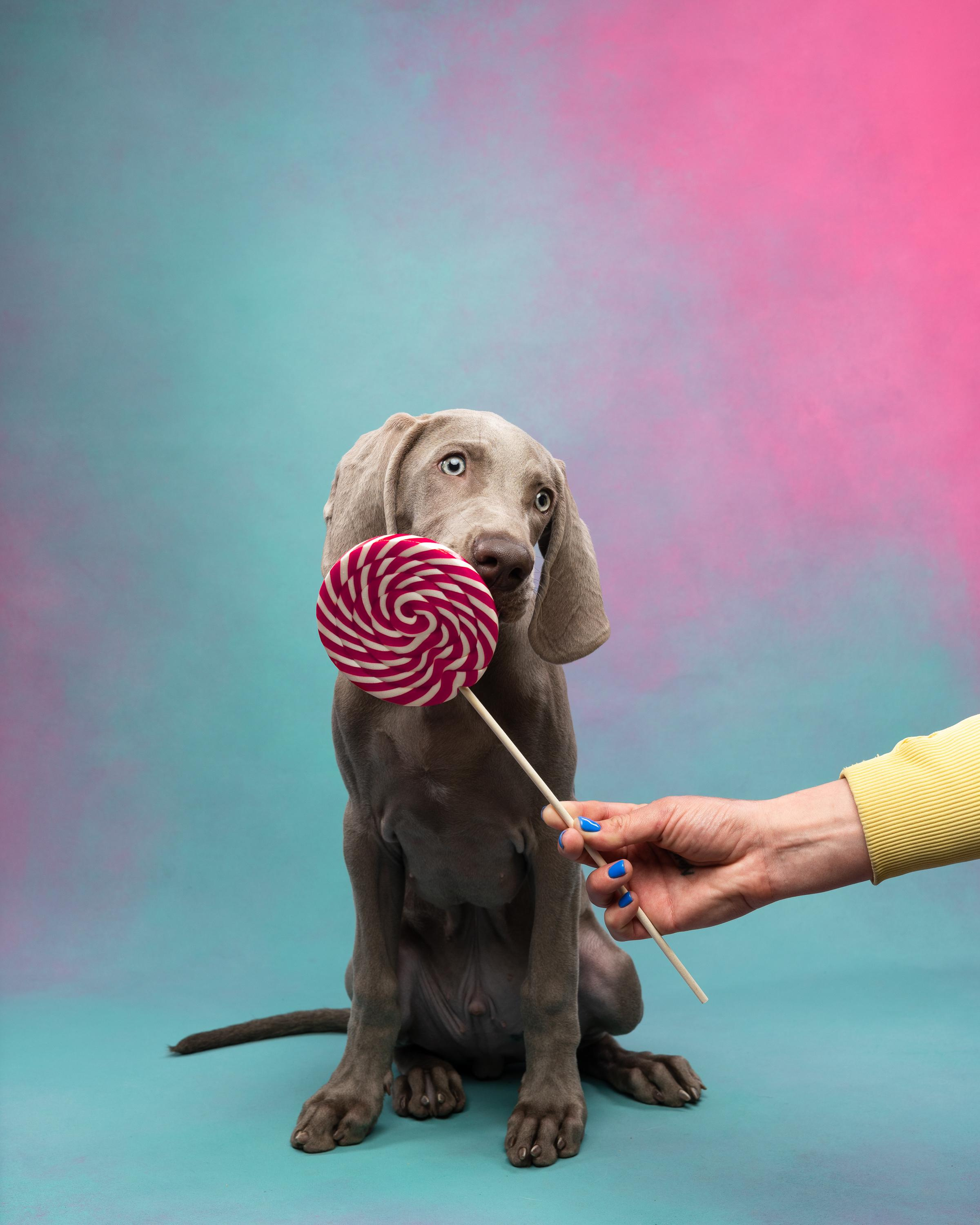 Веймаранер Эспен. Фотограф анималист Осипчикова Мария