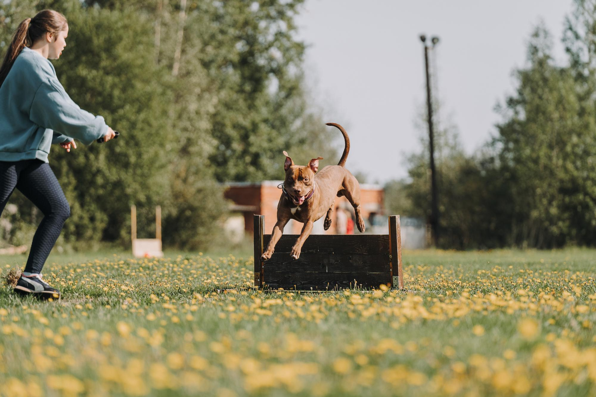 День пита и стаффа. Фотограф анималист Осипчикова Мария