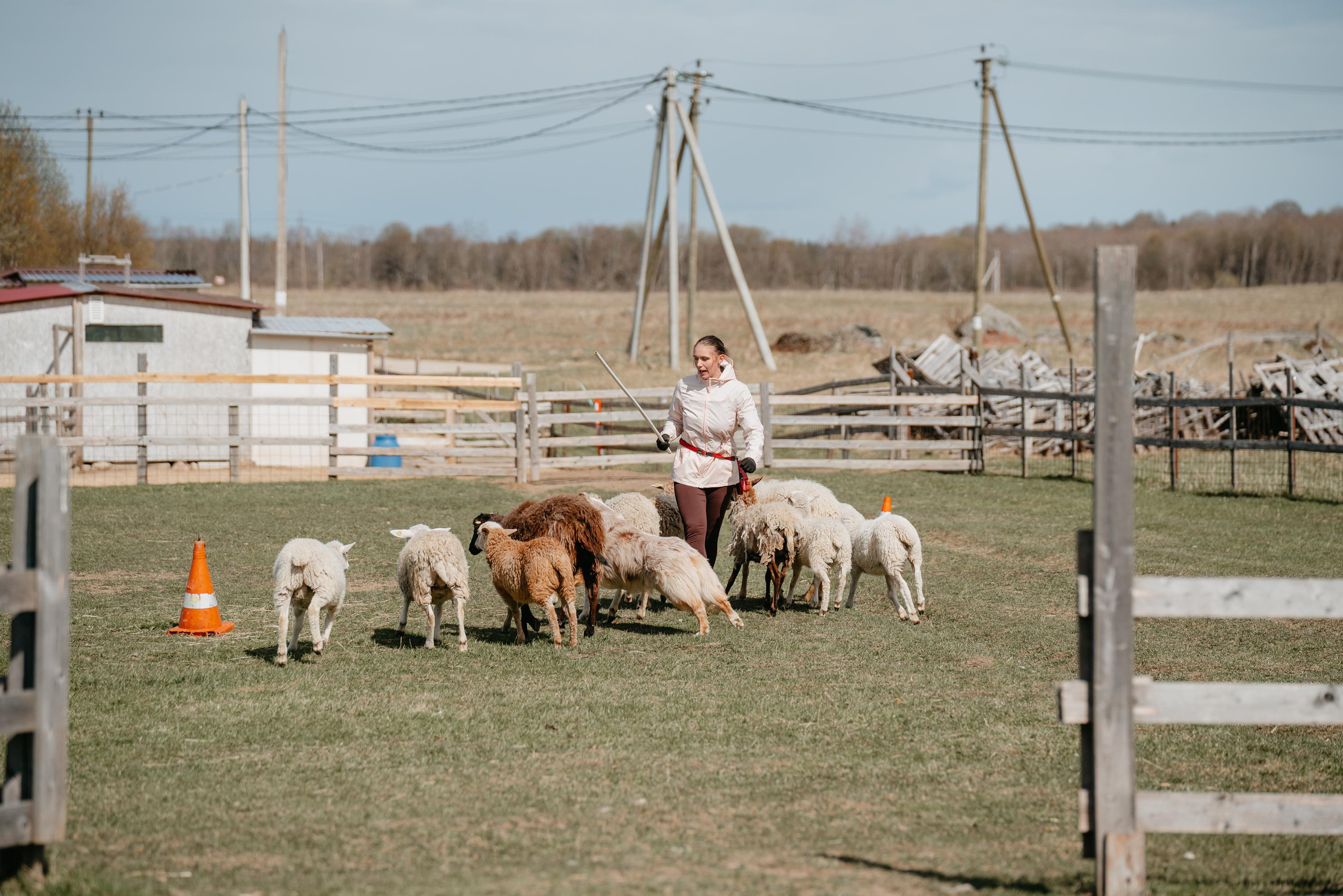 Пастушья служба. Фотограф анималист Осипчикова Мария