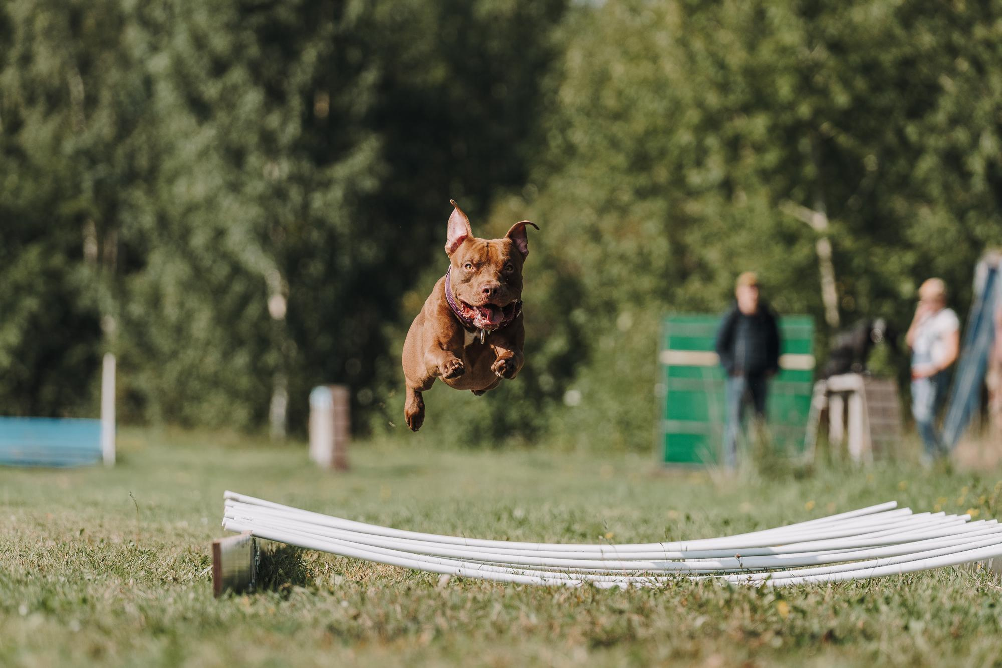 День пита и стаффа. Фотограф анималист Осипчикова Мария