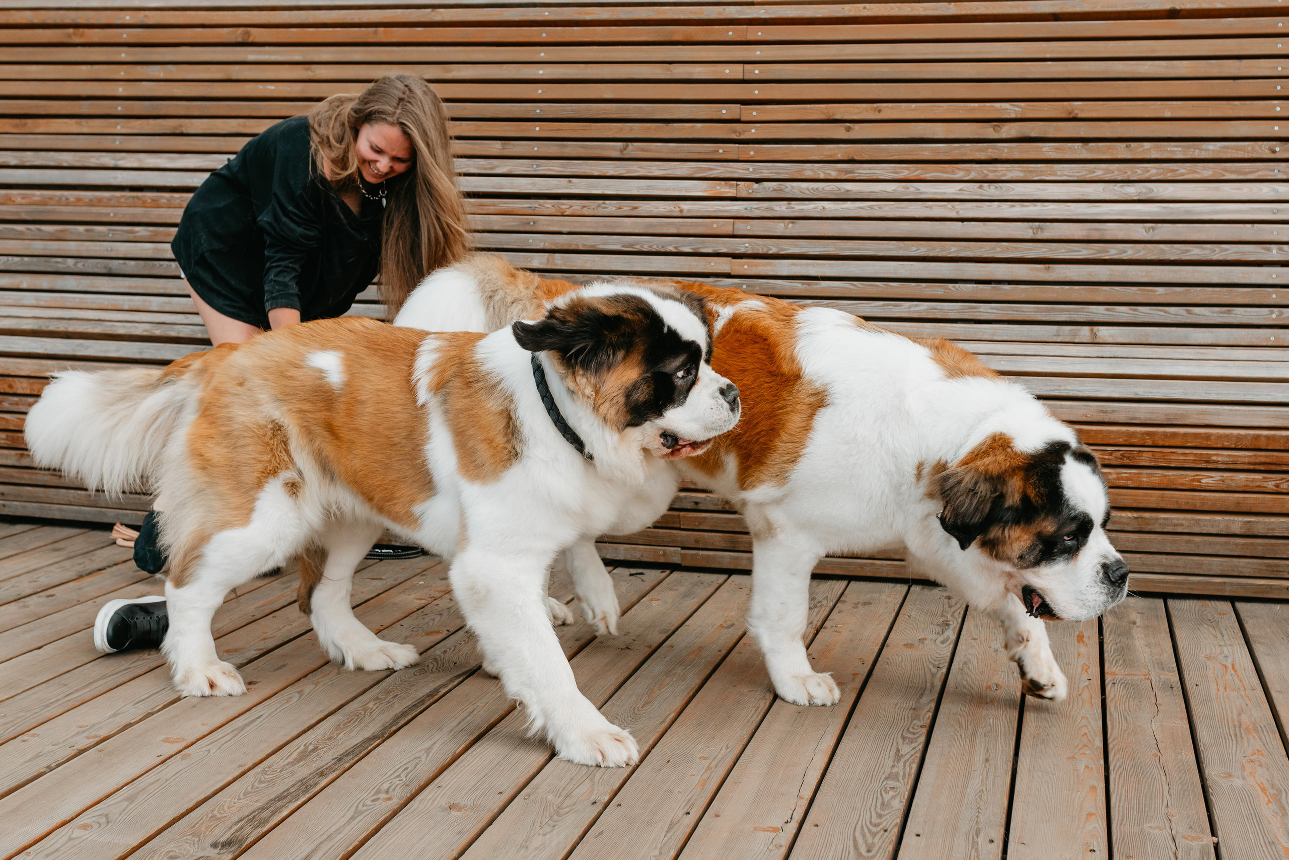 Оля, Молли и Эмми. Фотограф анималист Осипчикова Мария