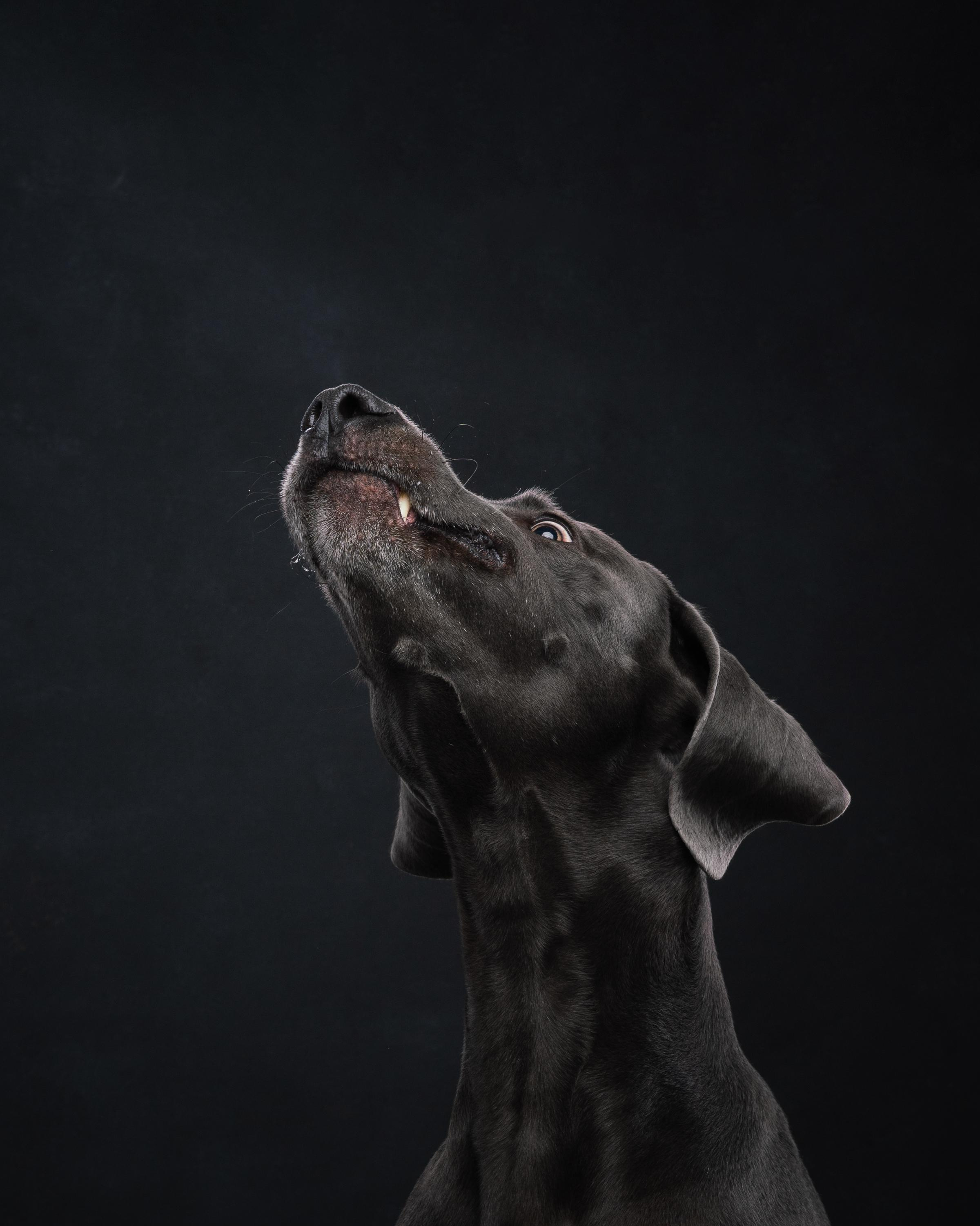 Веймаранер Рон. Фотограф анималист Осипчикова Мария