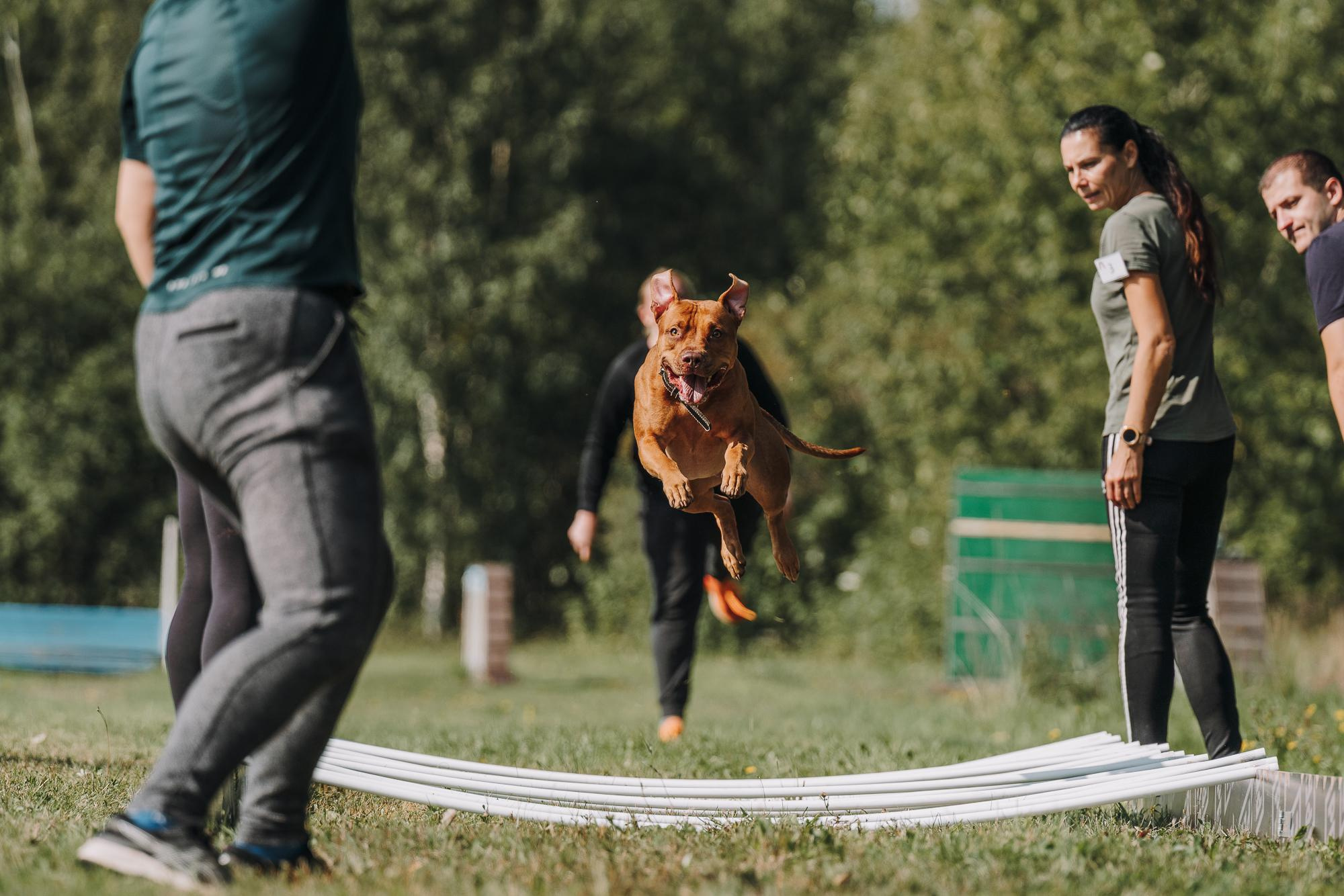 День пита и стаффа. Фотограф анималист Осипчикова Мария
