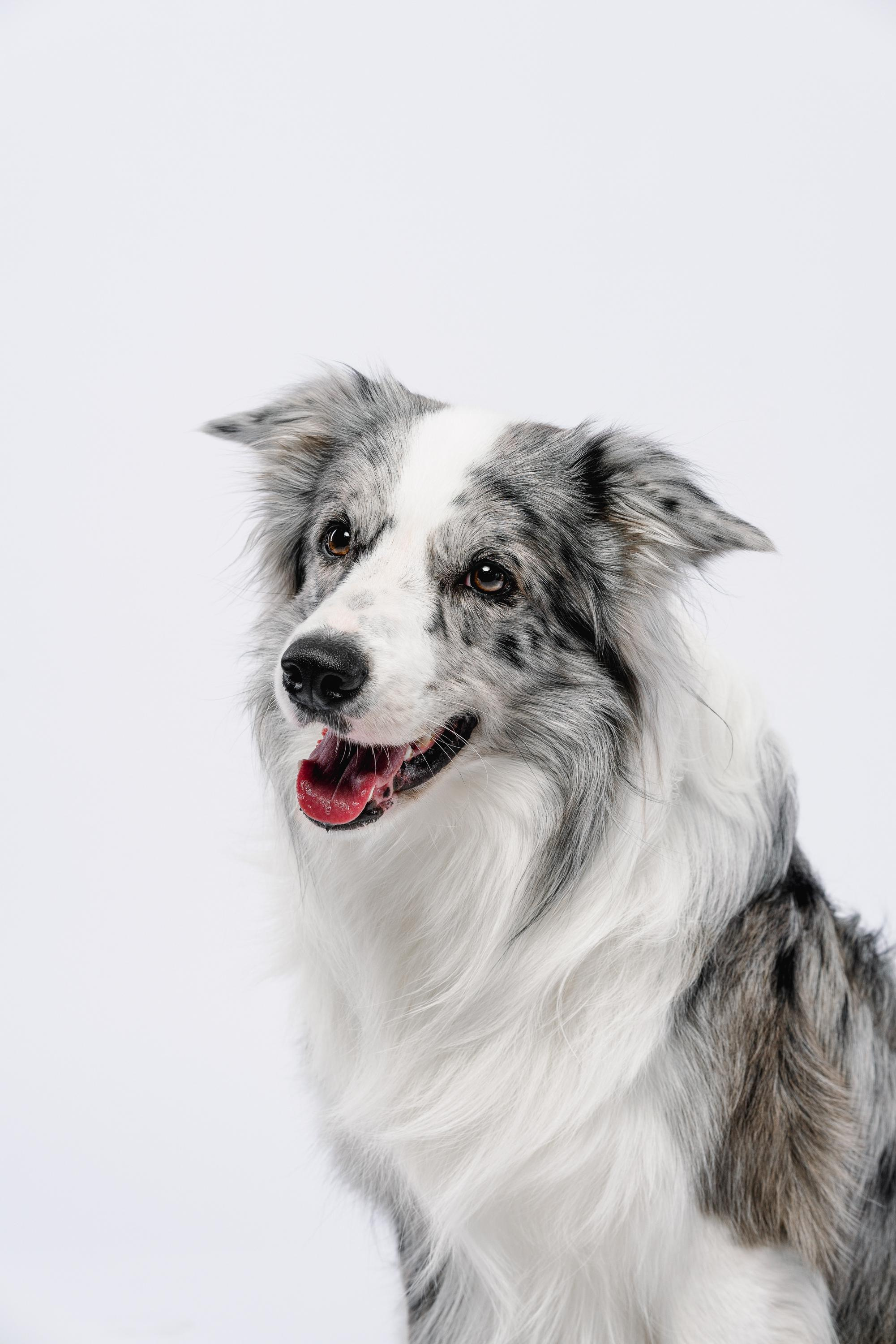 Юля и Ньютон. Фотограф анималист Осипчикова Мария