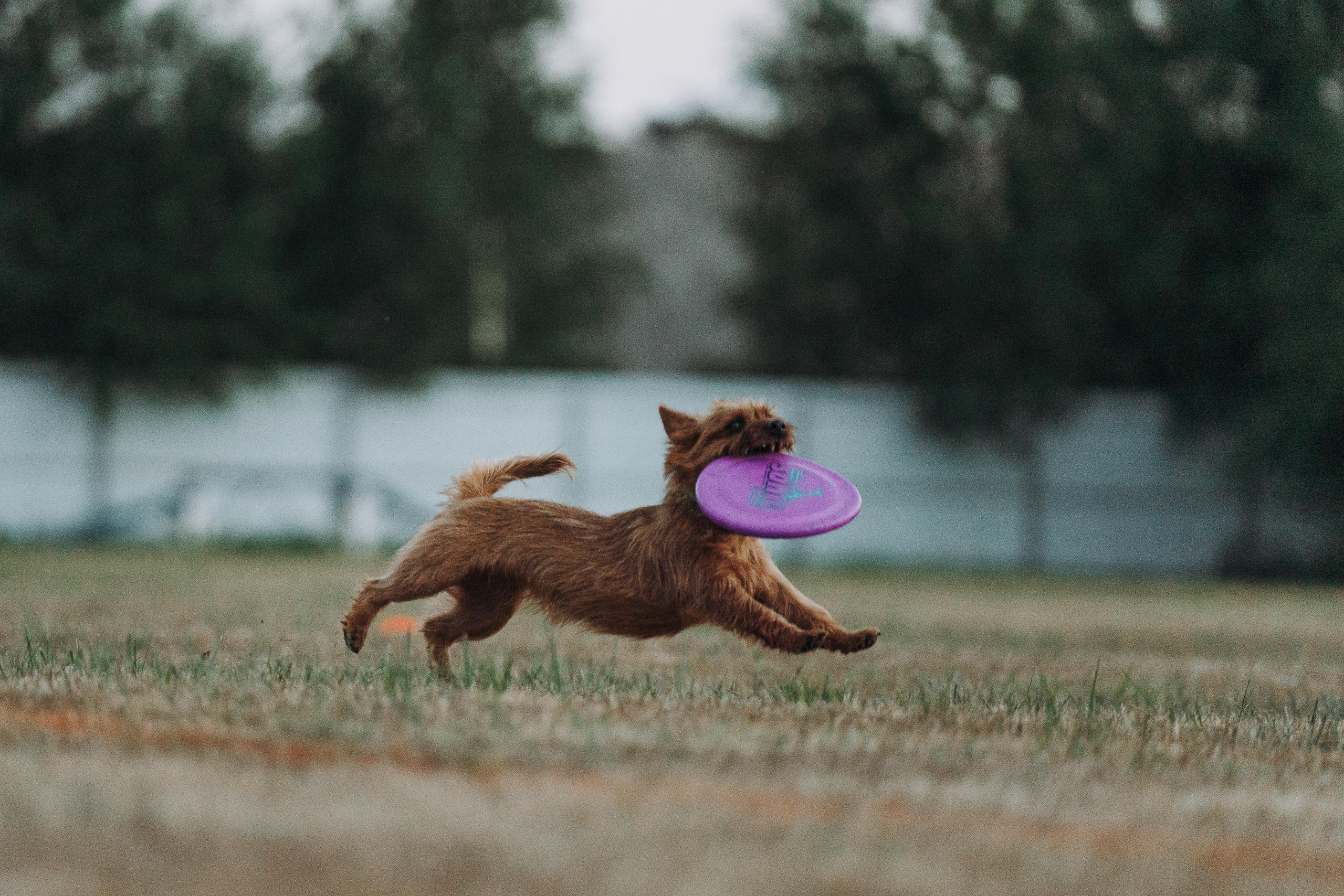 Фрисби игры UpDog. Фотограф анималист Осипчикова Мария