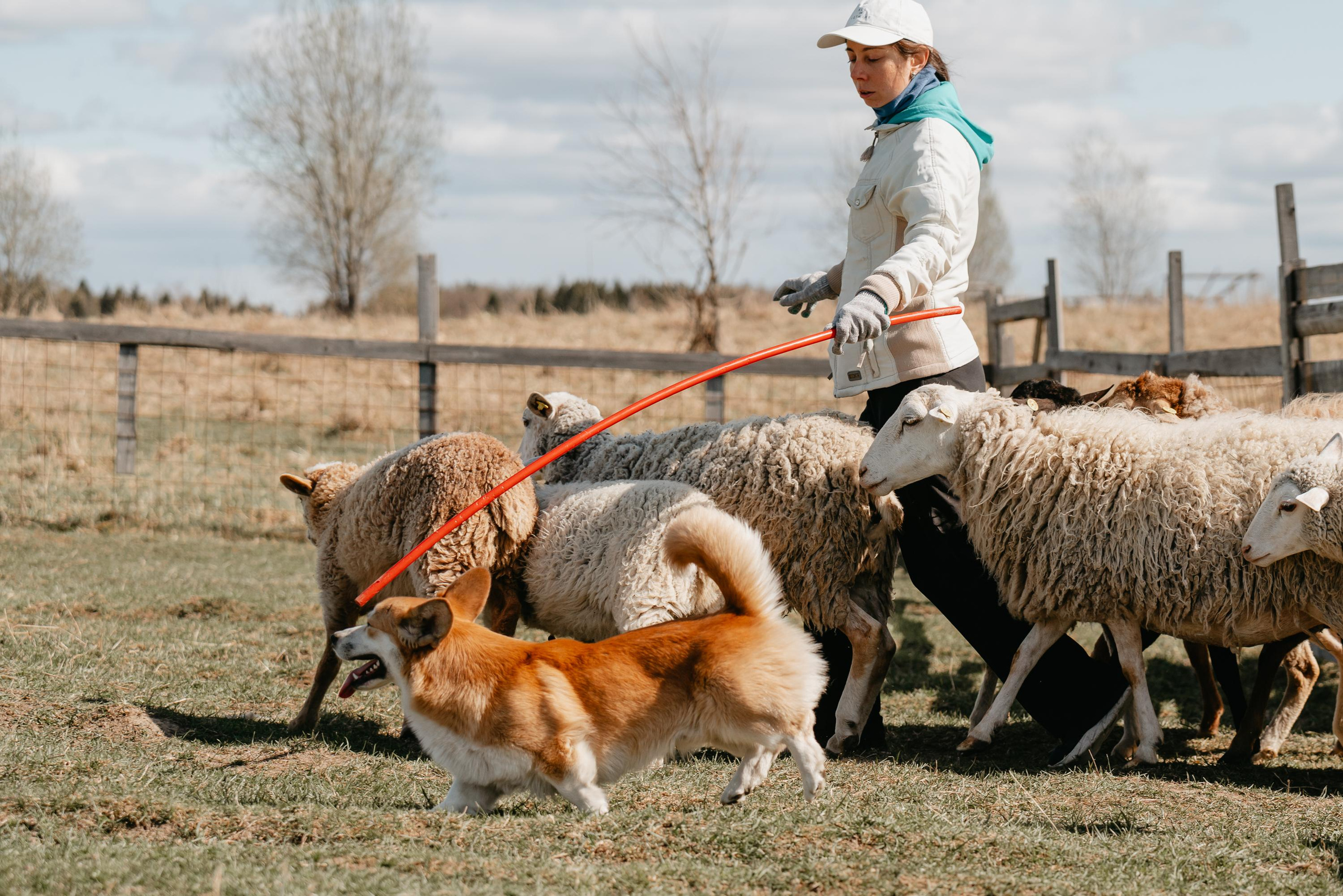 Пастушья служба. Фотограф анималист Осипчикова Мария