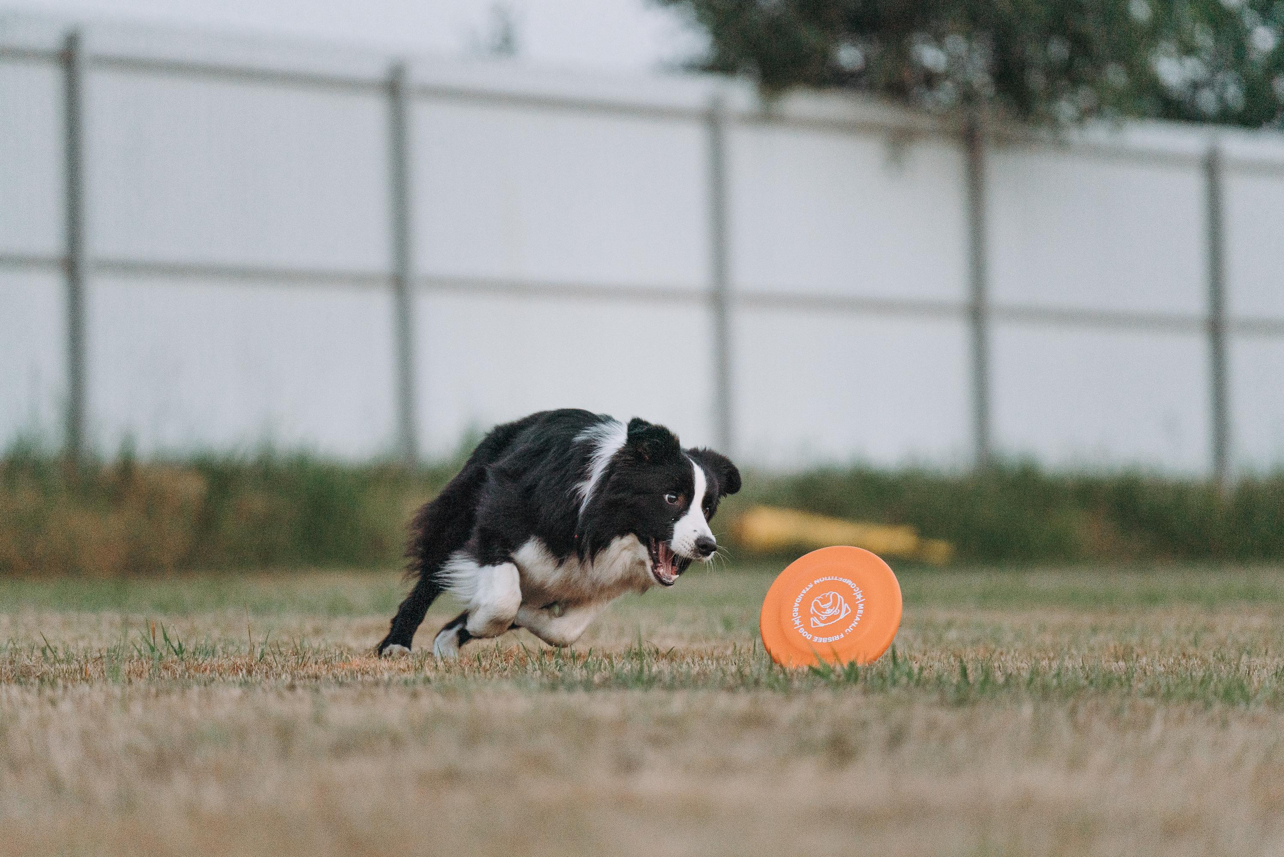 Фрисби игры UpDog. Фотограф анималист Осипчикова Мария