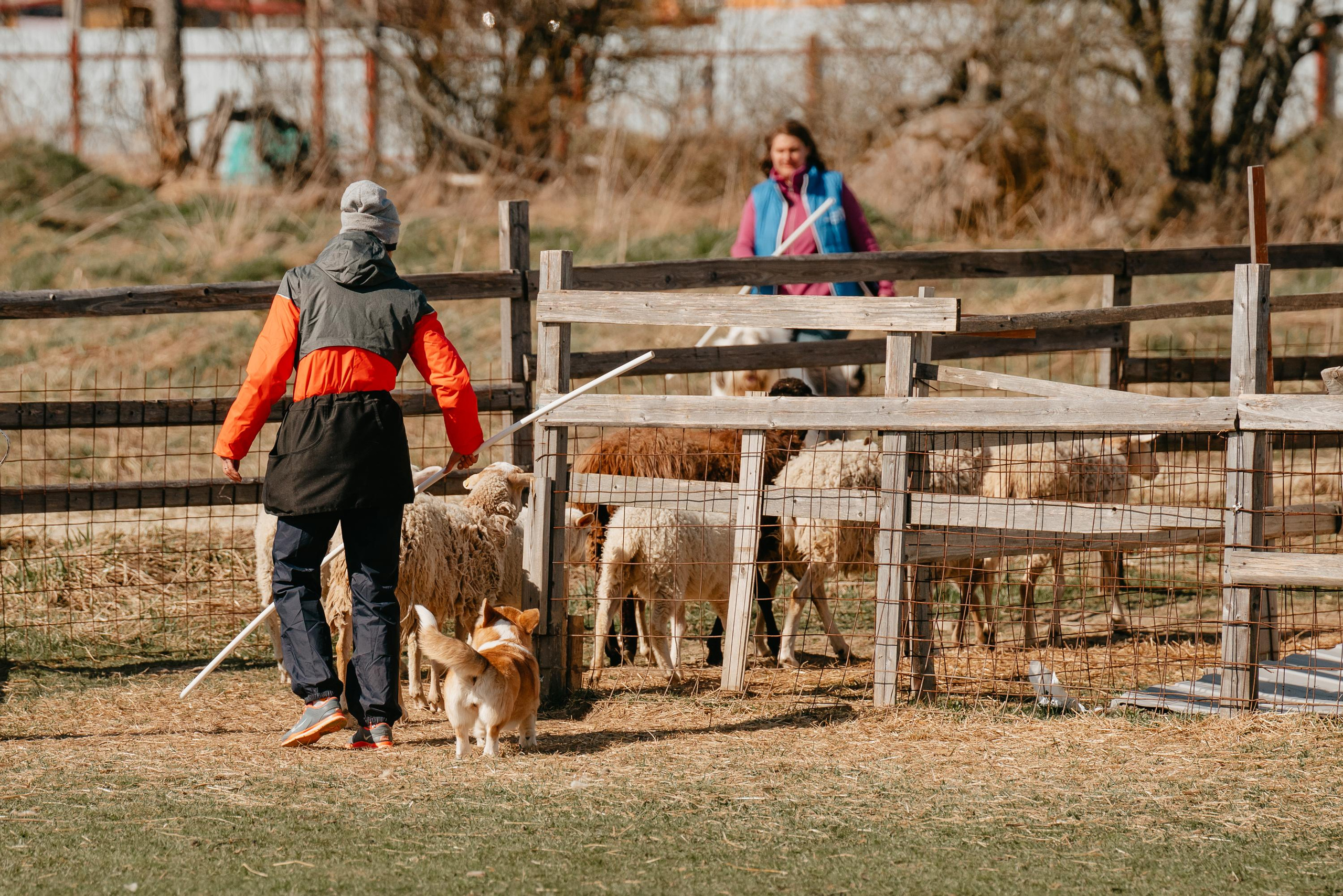 Пастушья служба. Фотограф анималист Осипчикова Мария