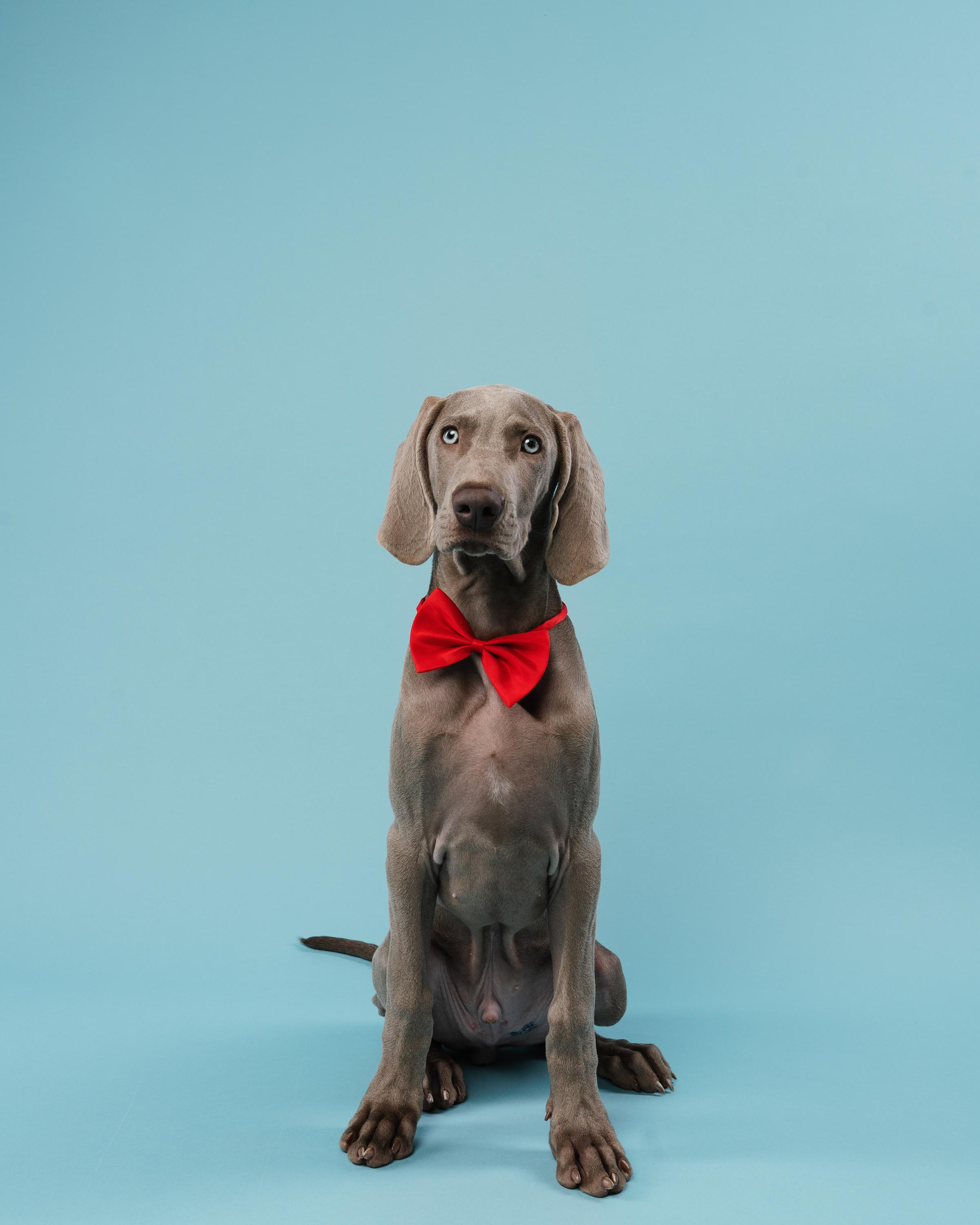 Веймаранер Эспен. Фотограф анималист Осипчикова Мария