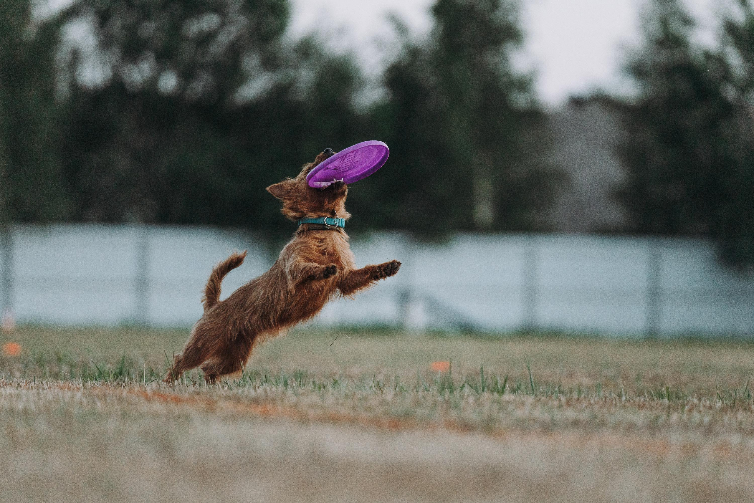 Фрисби игры UpDog. Фотограф анималист Осипчикова Мария