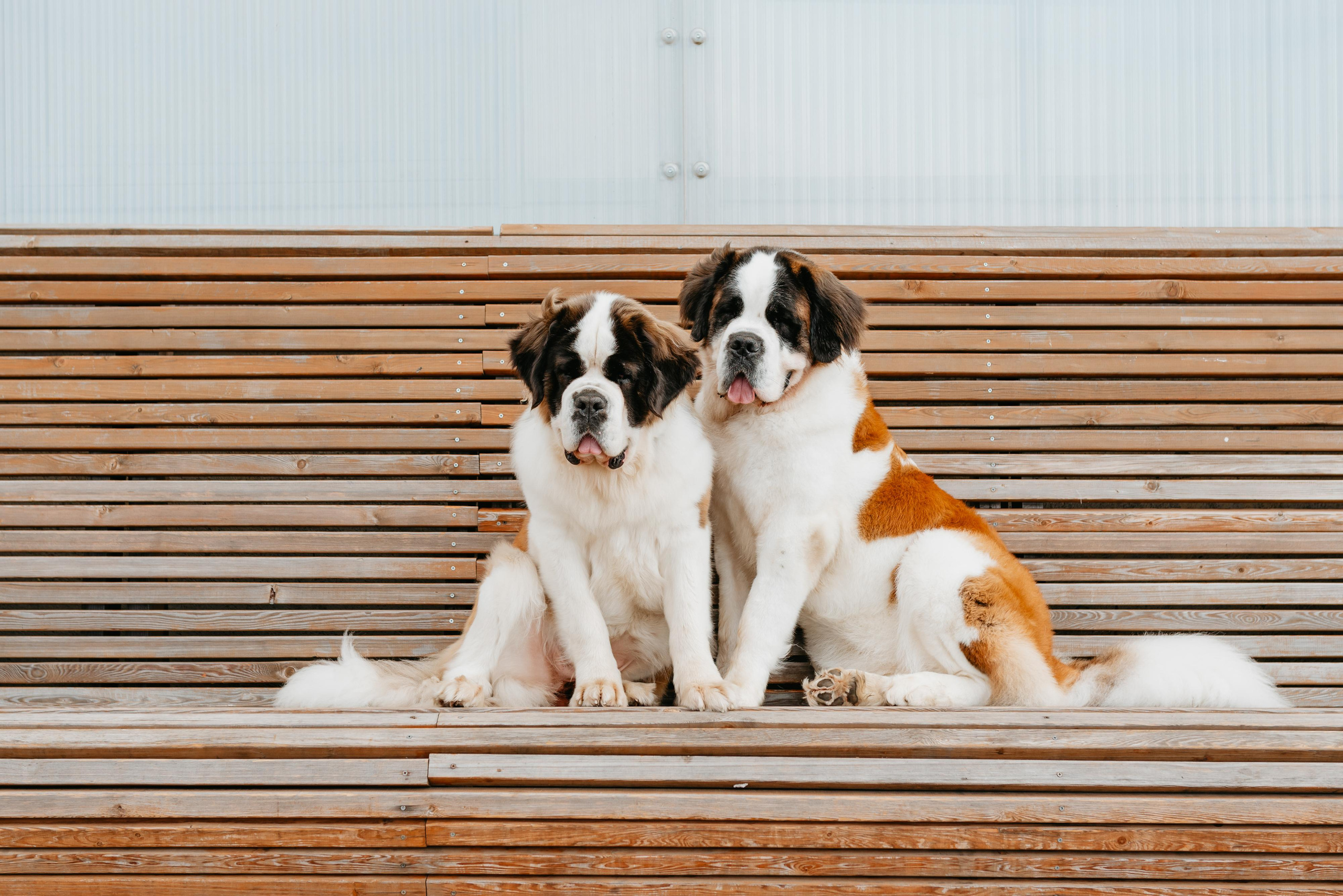Оля, Молли и Эмми. Фотограф анималист Осипчикова Мария