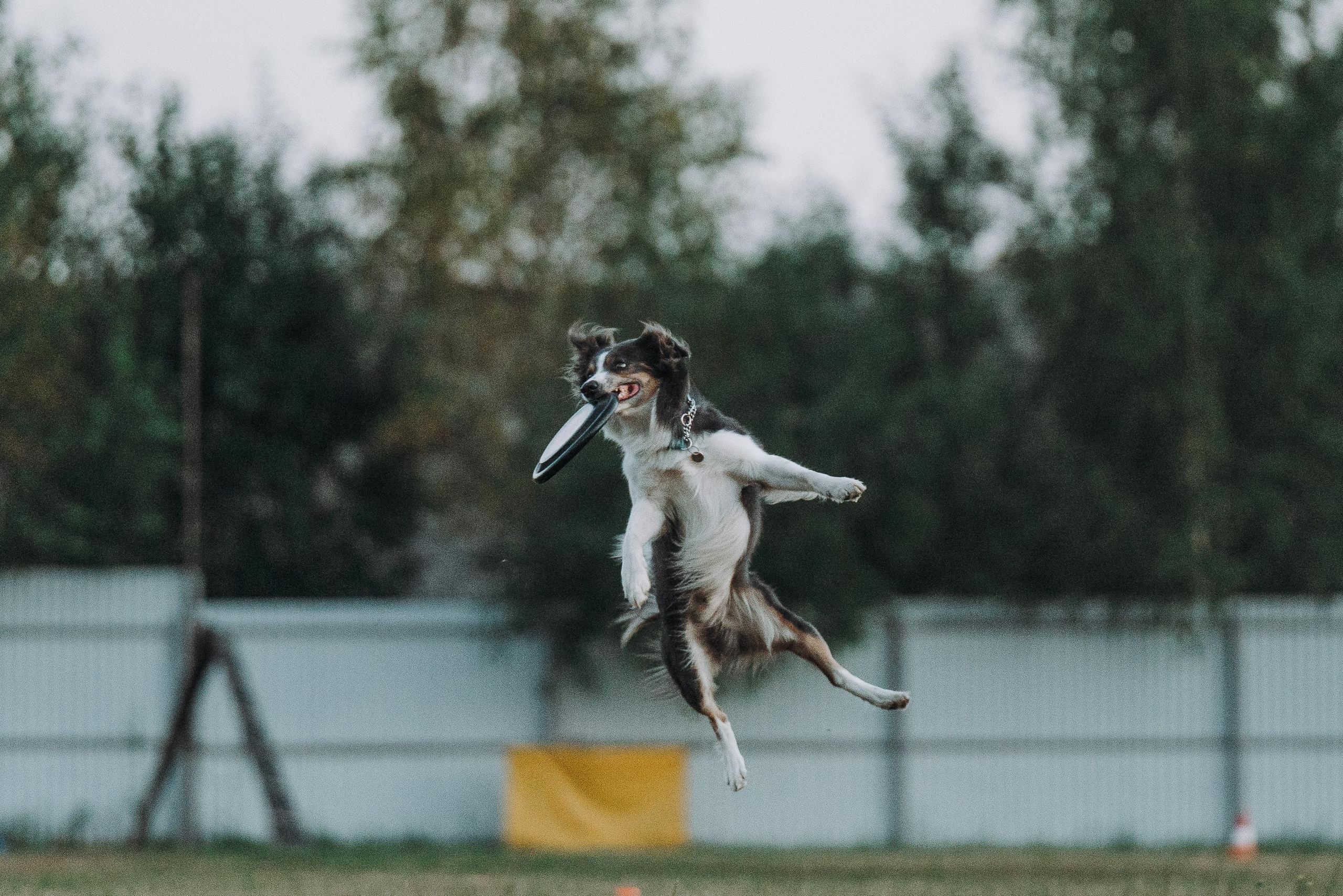 Фрисби игры UpDog. Фотограф анималист Осипчикова Мария