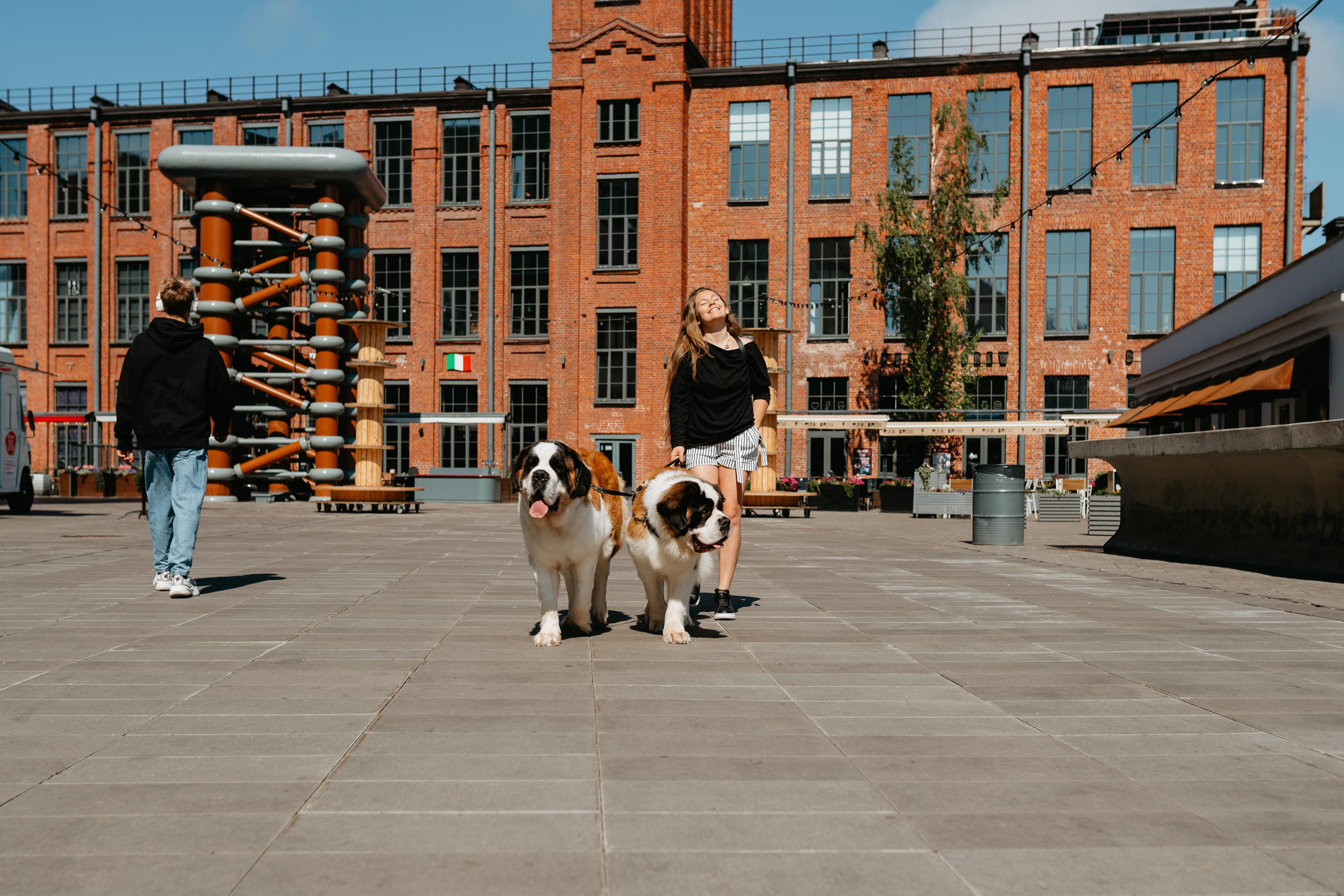 Оля, Молли и Эмми. Фотограф анималист Осипчикова Мария