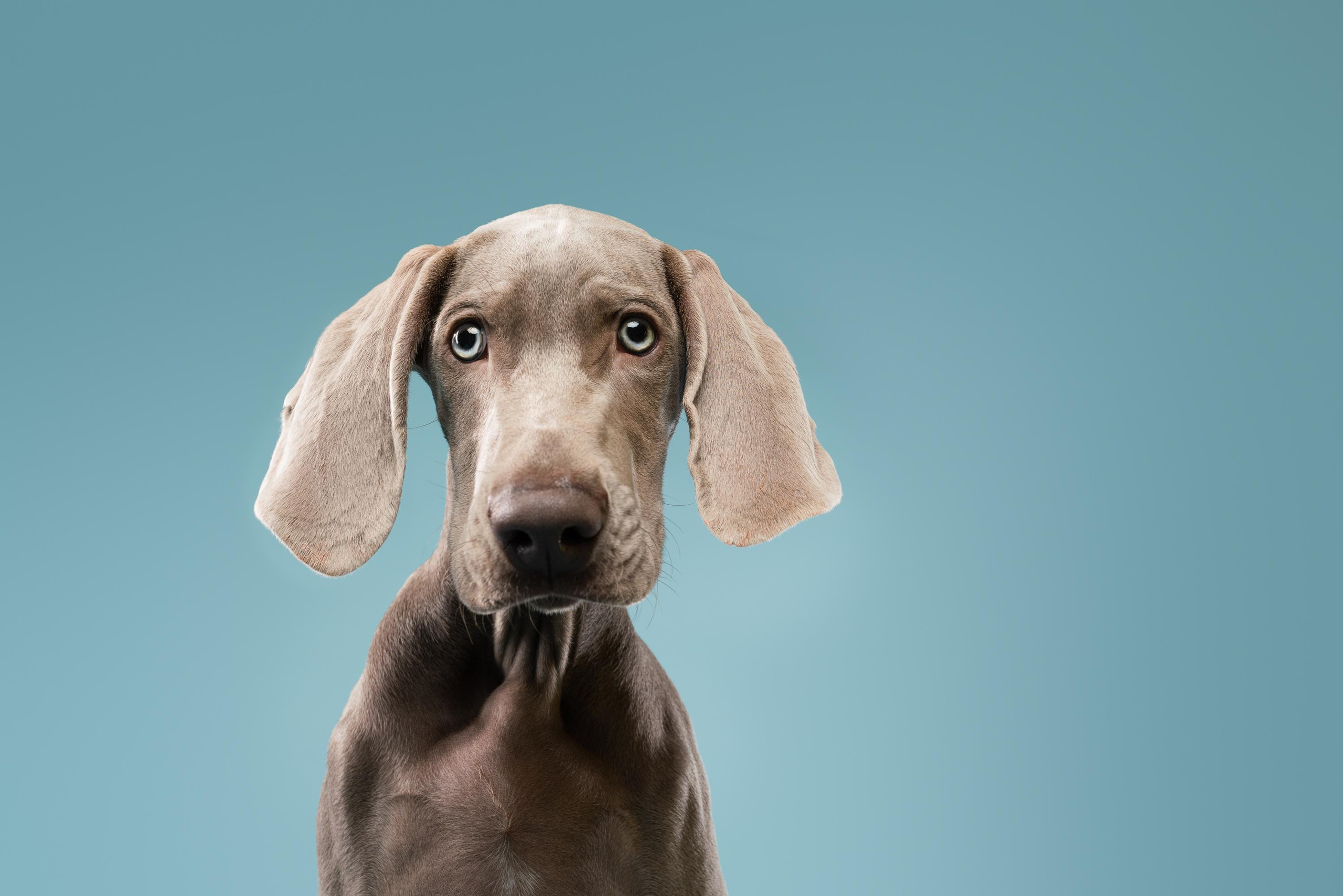 Веймаранер Эспен. Фотограф анималист Осипчикова Мария