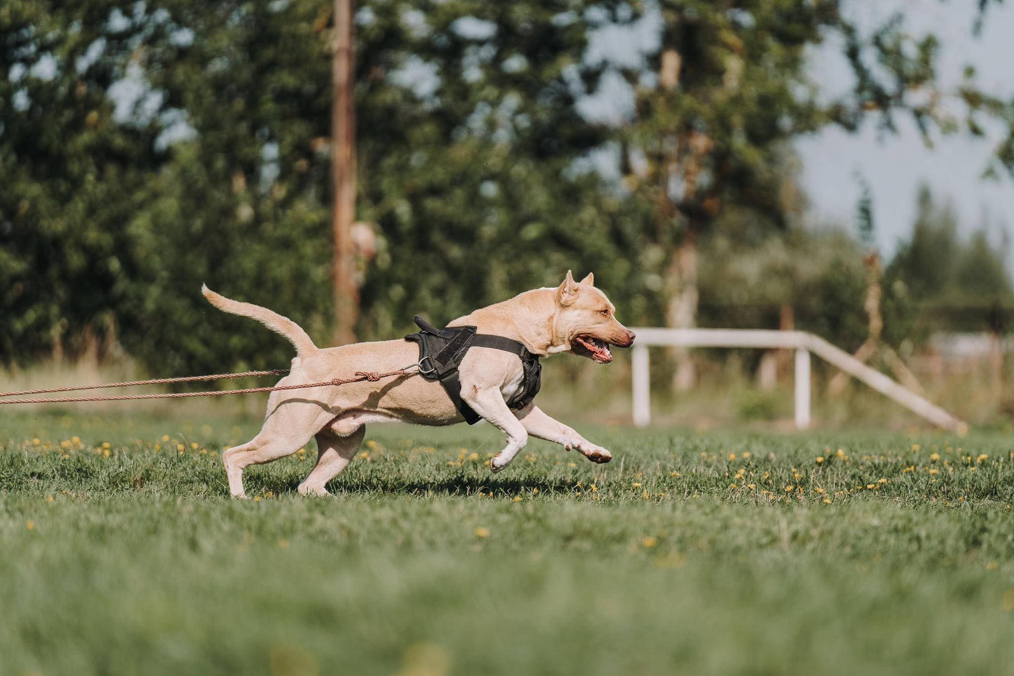 День пита и стаффа. Фотограф анималист Осипчикова Мария