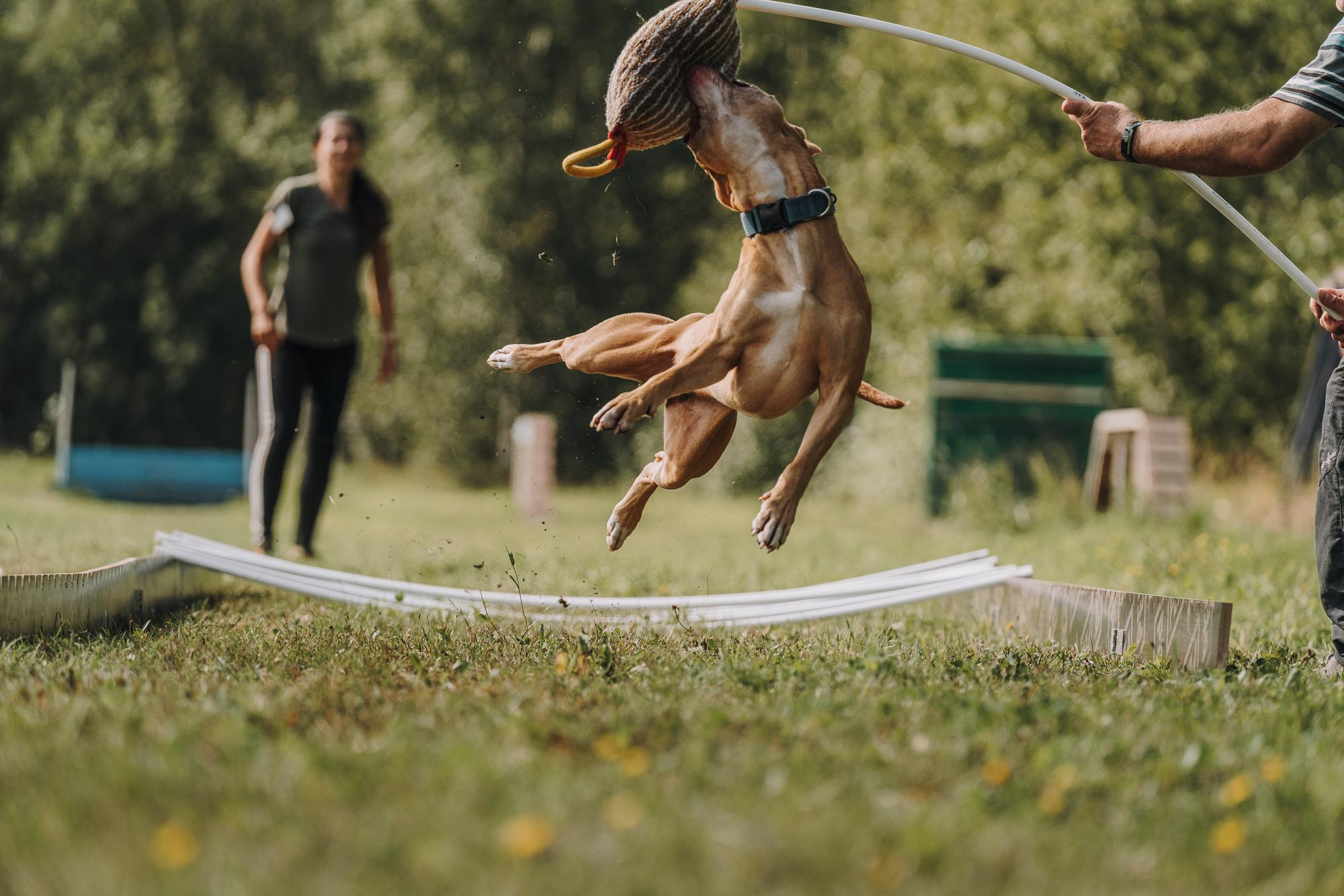 День пита и стаффа. Фотограф анималист Осипчикова Мария