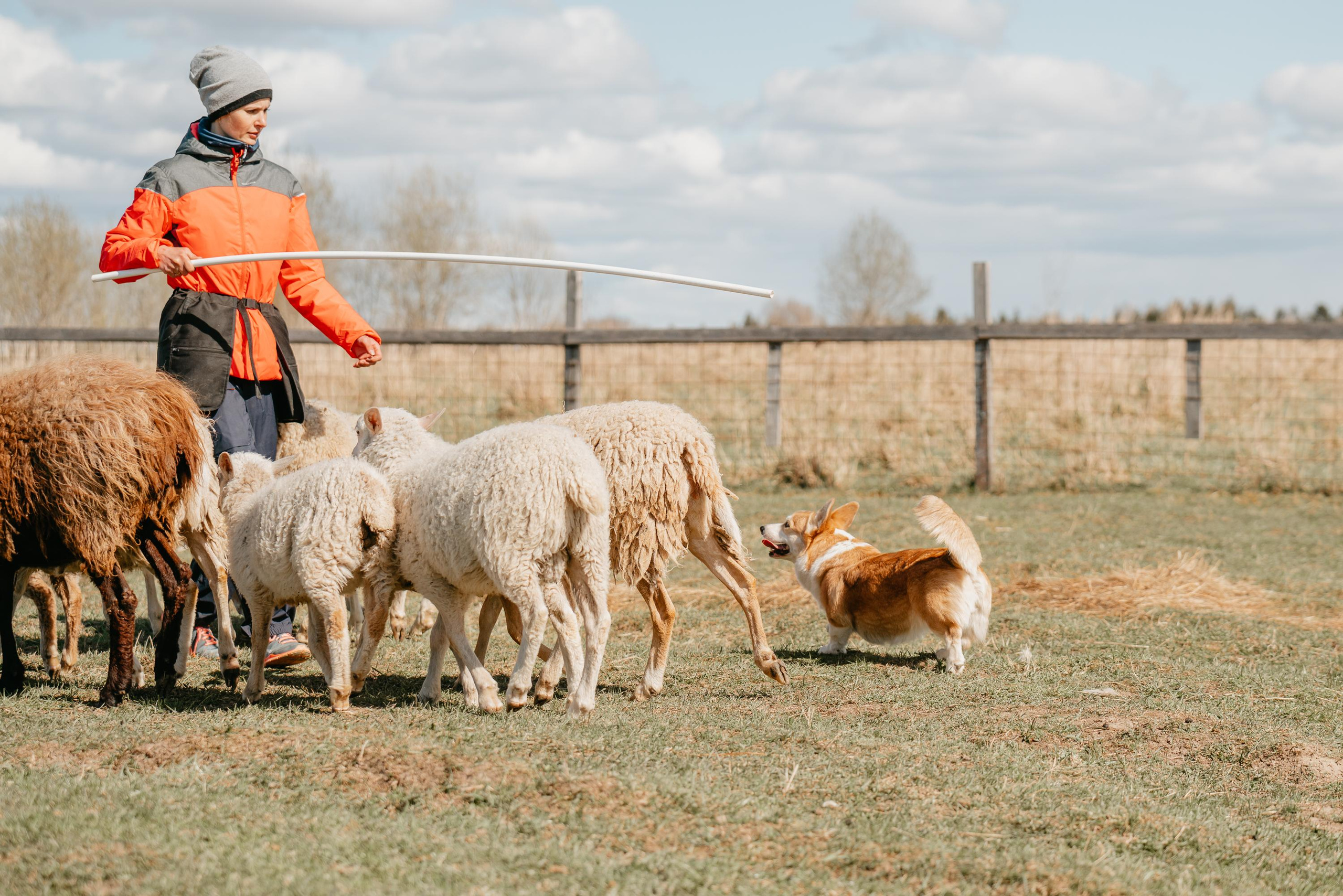 Пастушья служба. Фотограф анималист Осипчикова Мария