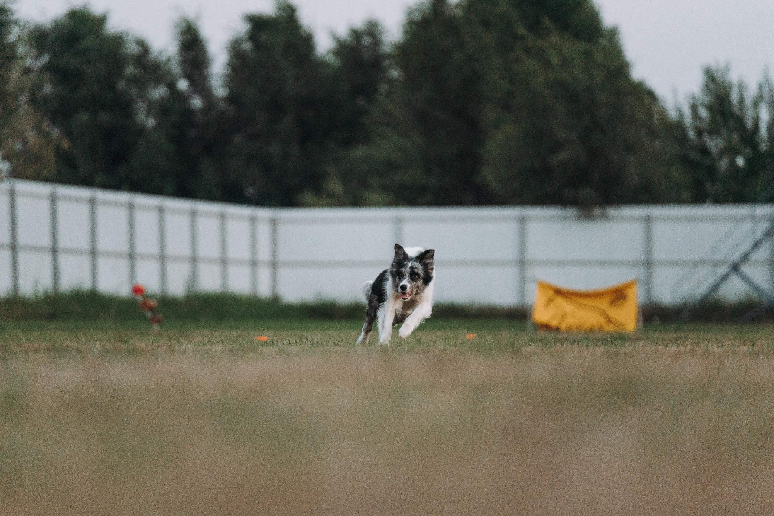 Фрисби игры UpDog. Фотограф анималист Осипчикова Мария