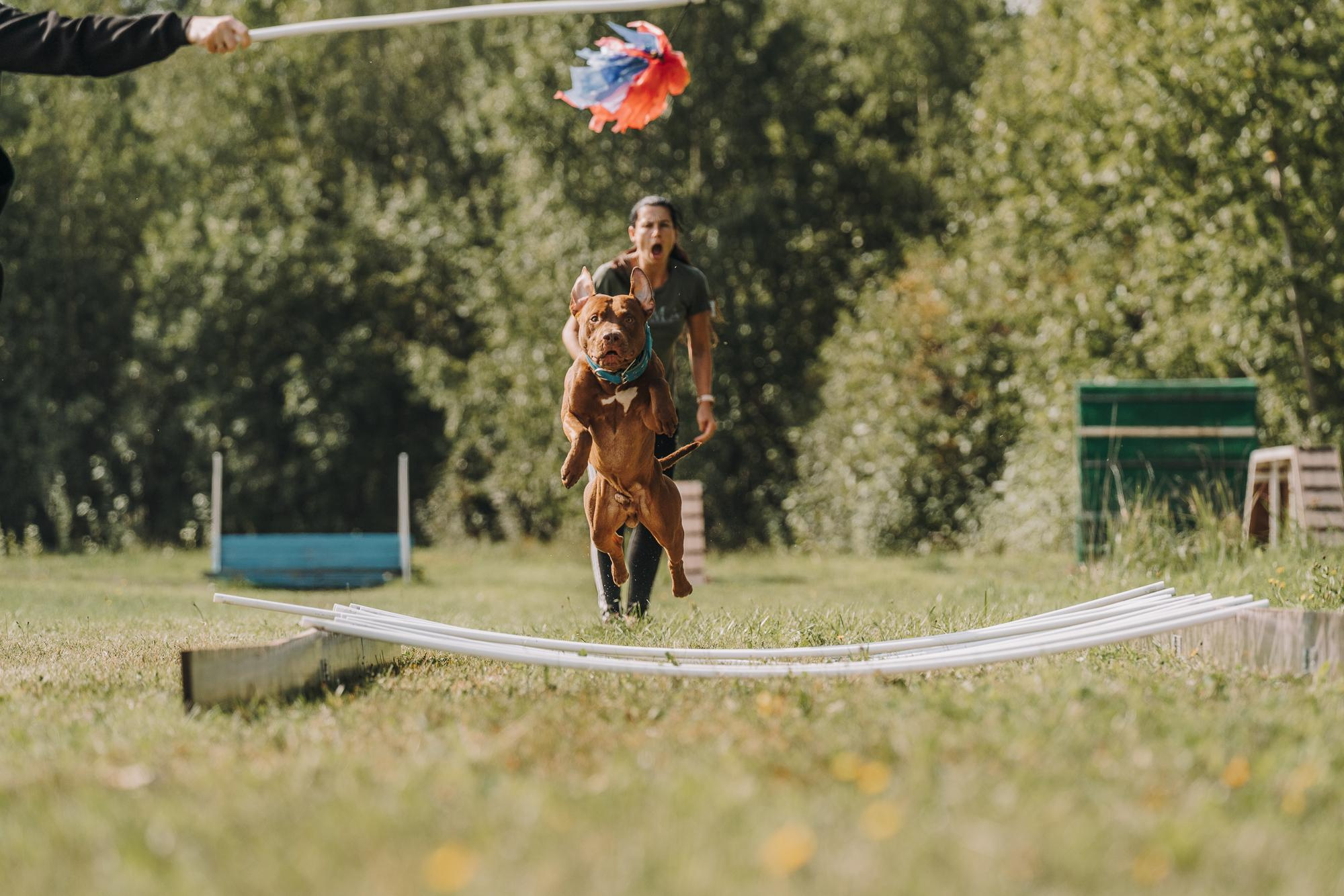 День пита и стаффа. Фотограф анималист Осипчикова Мария