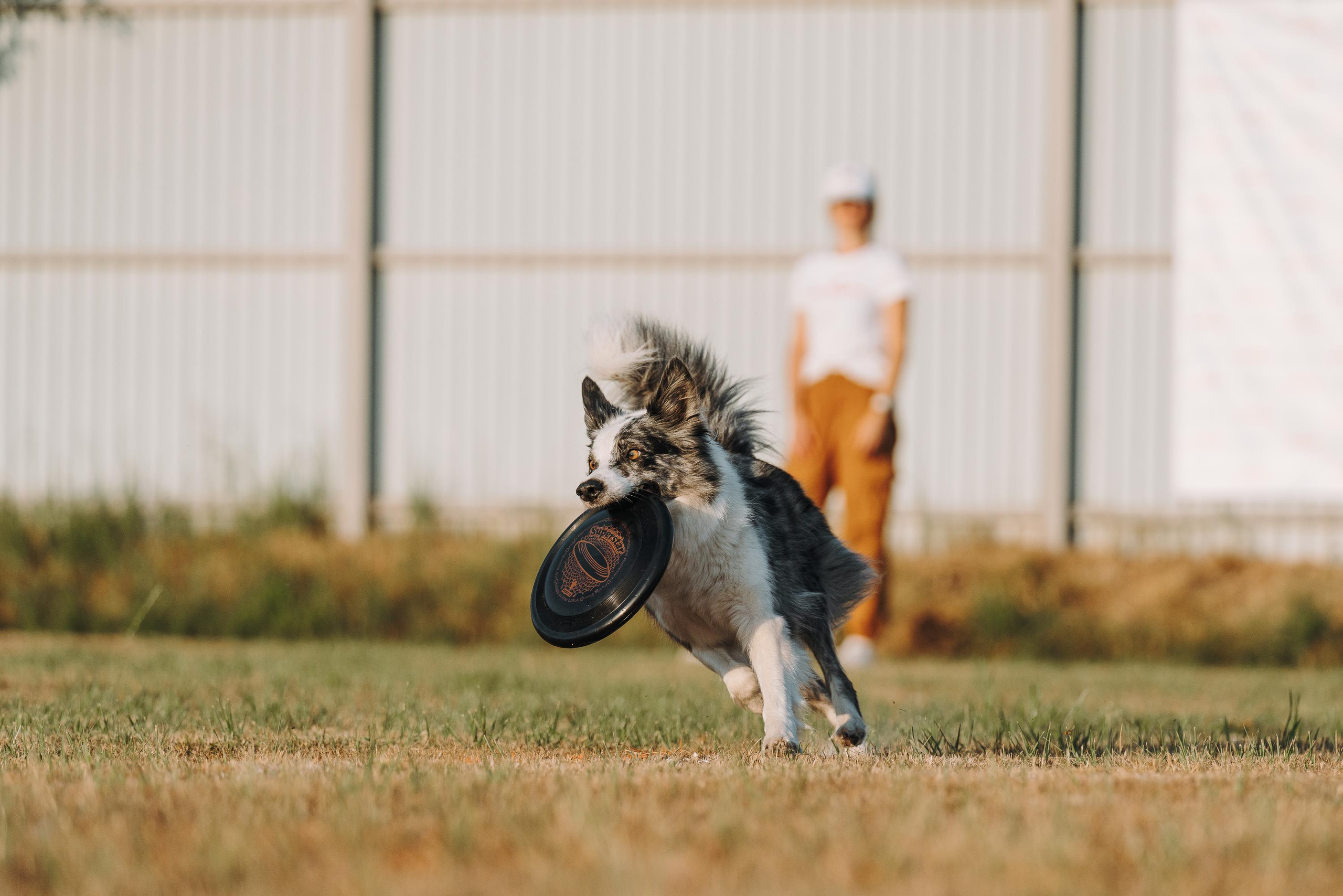 Фрисби игры UpDog. Фотограф анималист Осипчикова Мария