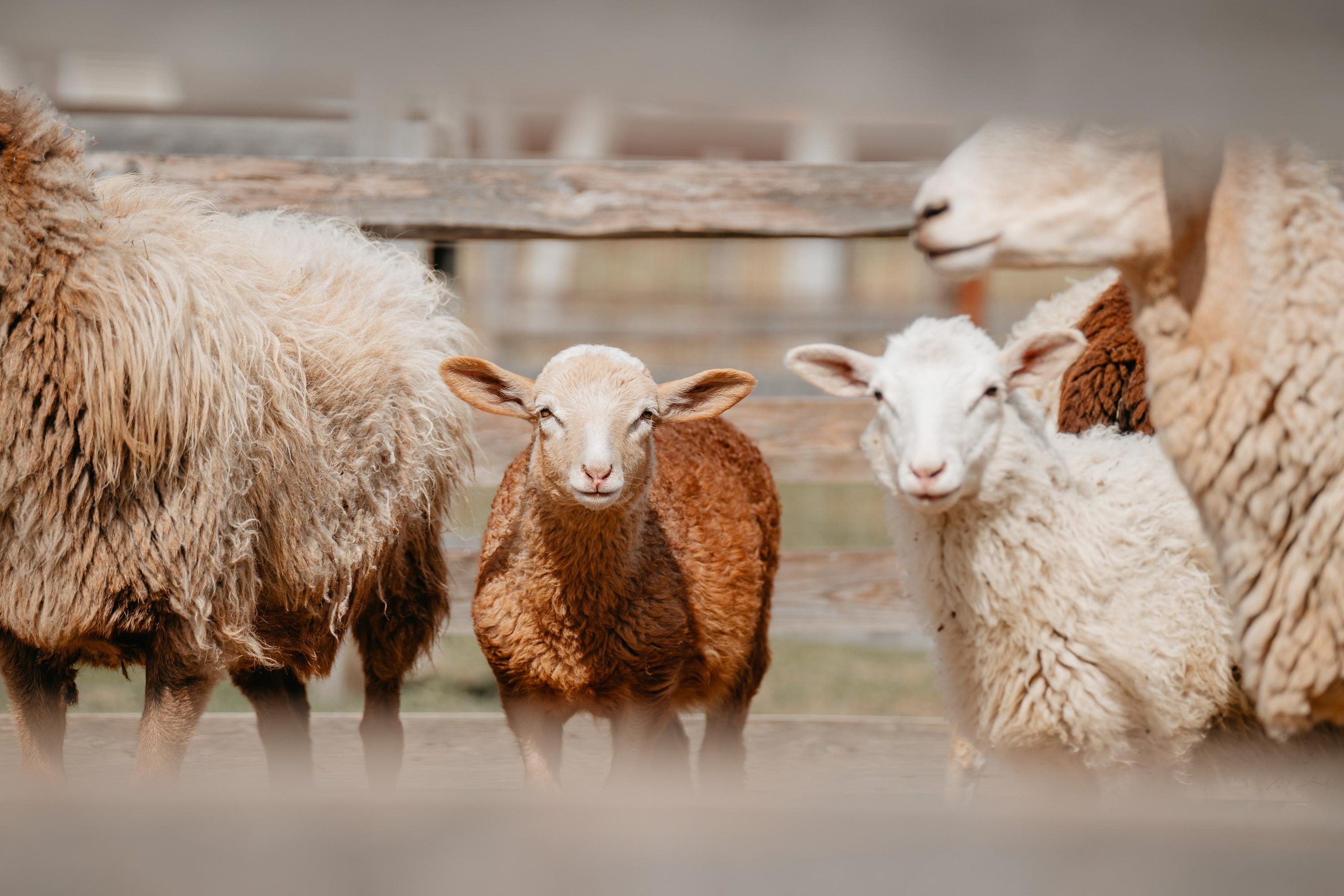 Пастушья служба. Фотограф анималист Осипчикова Мария