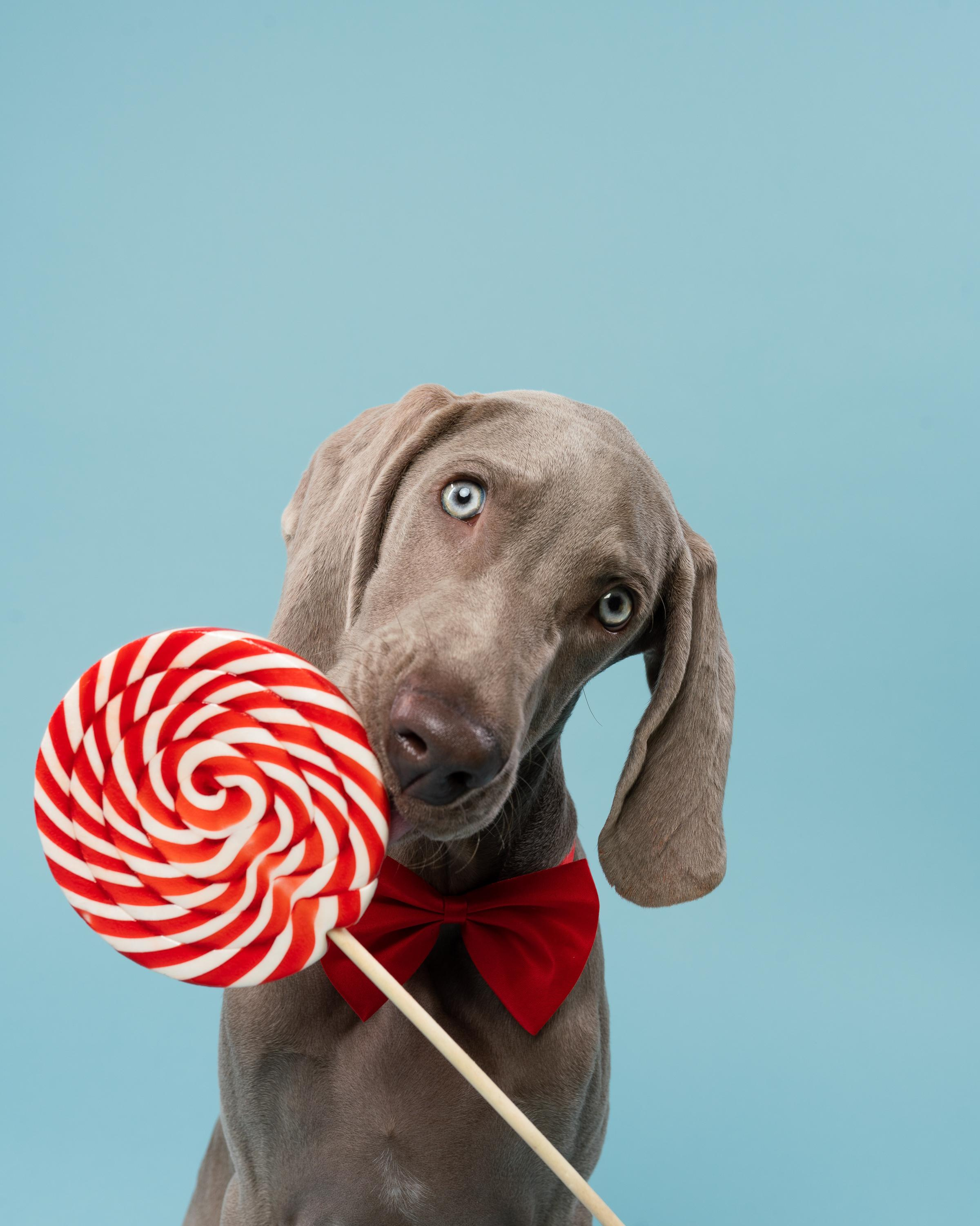 Веймаранер Эспен. Фотограф анималист Осипчикова Мария