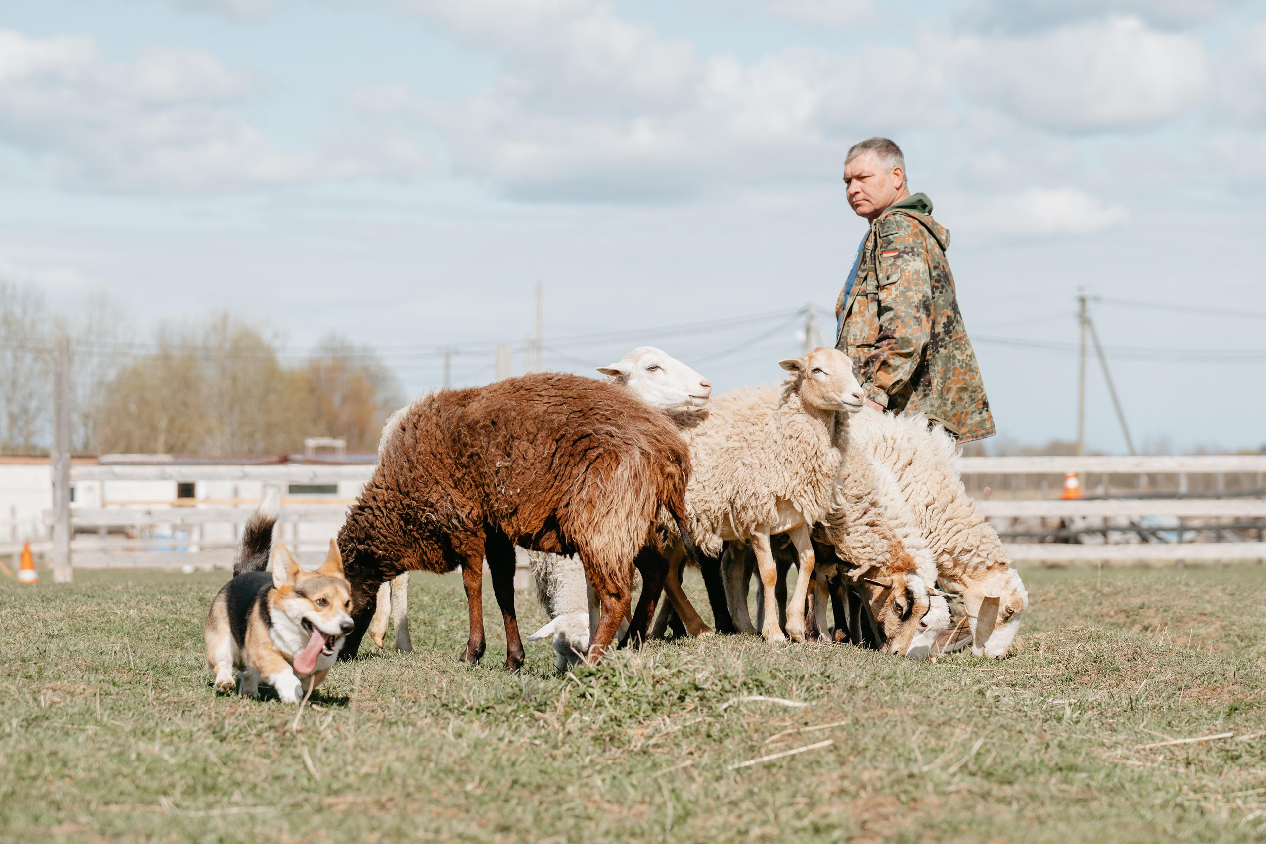 Пастушья служба. Фотограф анималист Осипчикова Мария