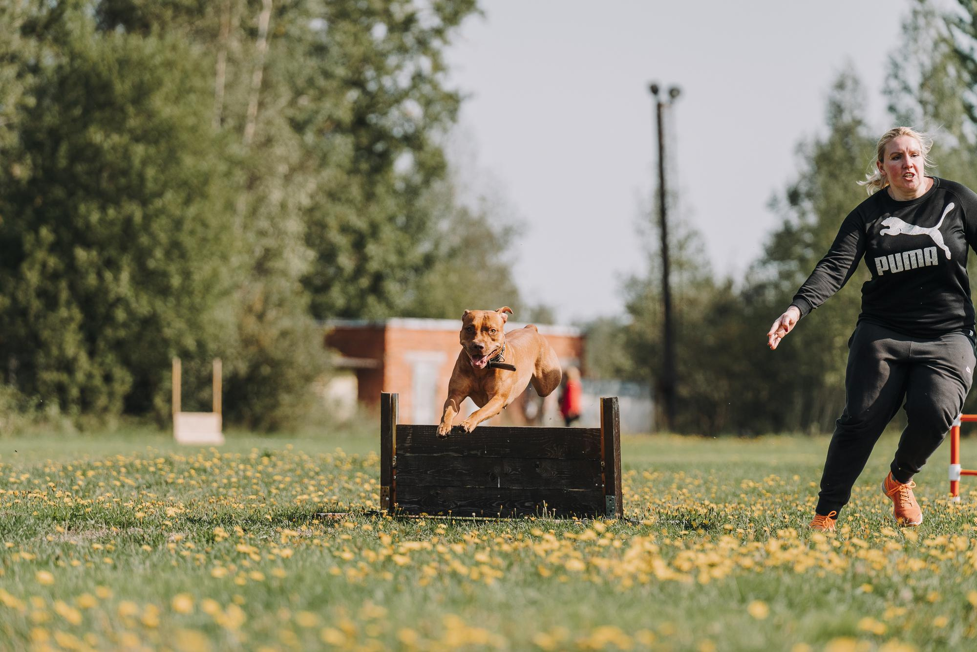 День пита и стаффа. Фотограф анималист Осипчикова Мария