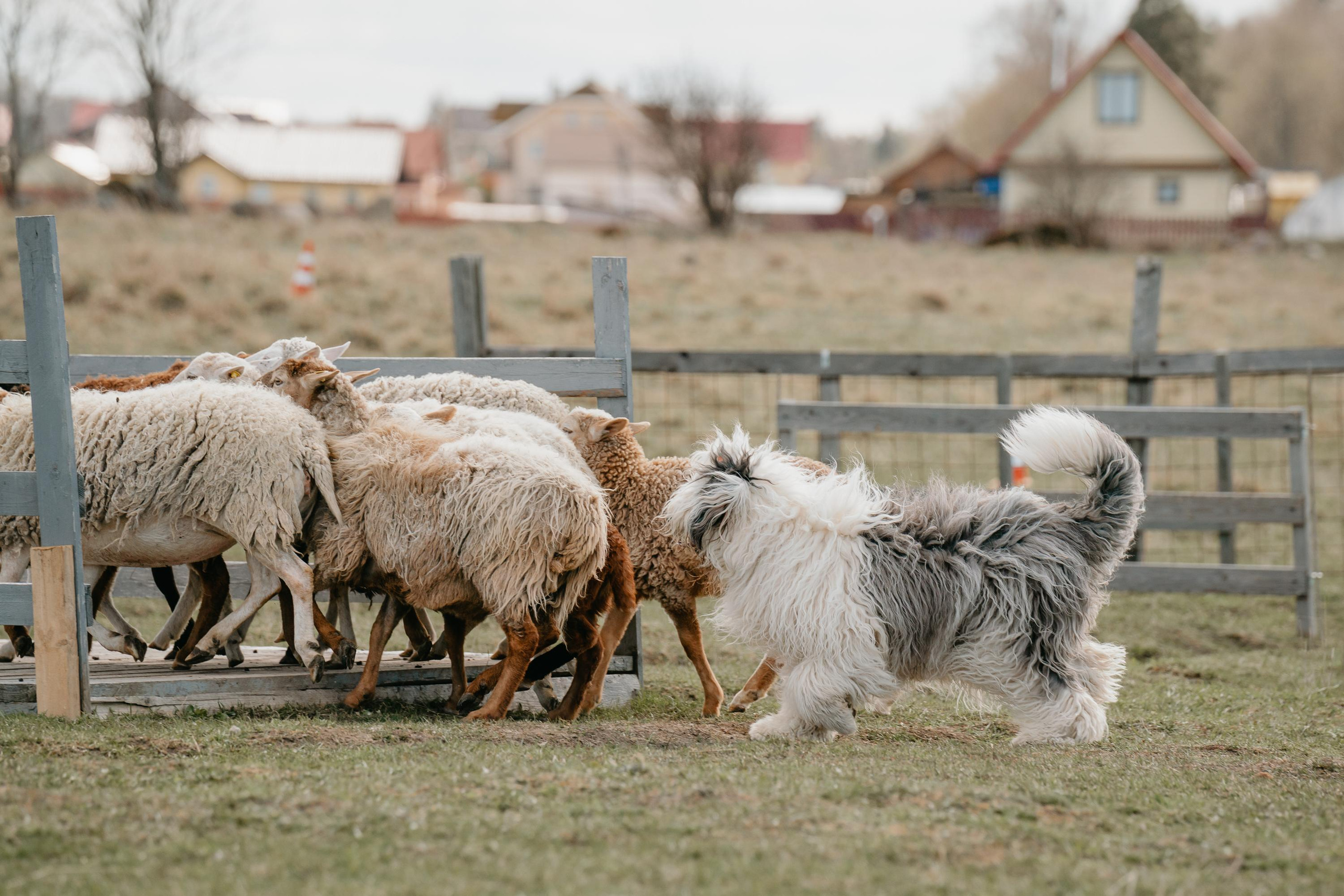 Пастушья служба. Фотограф анималист Осипчикова Мария