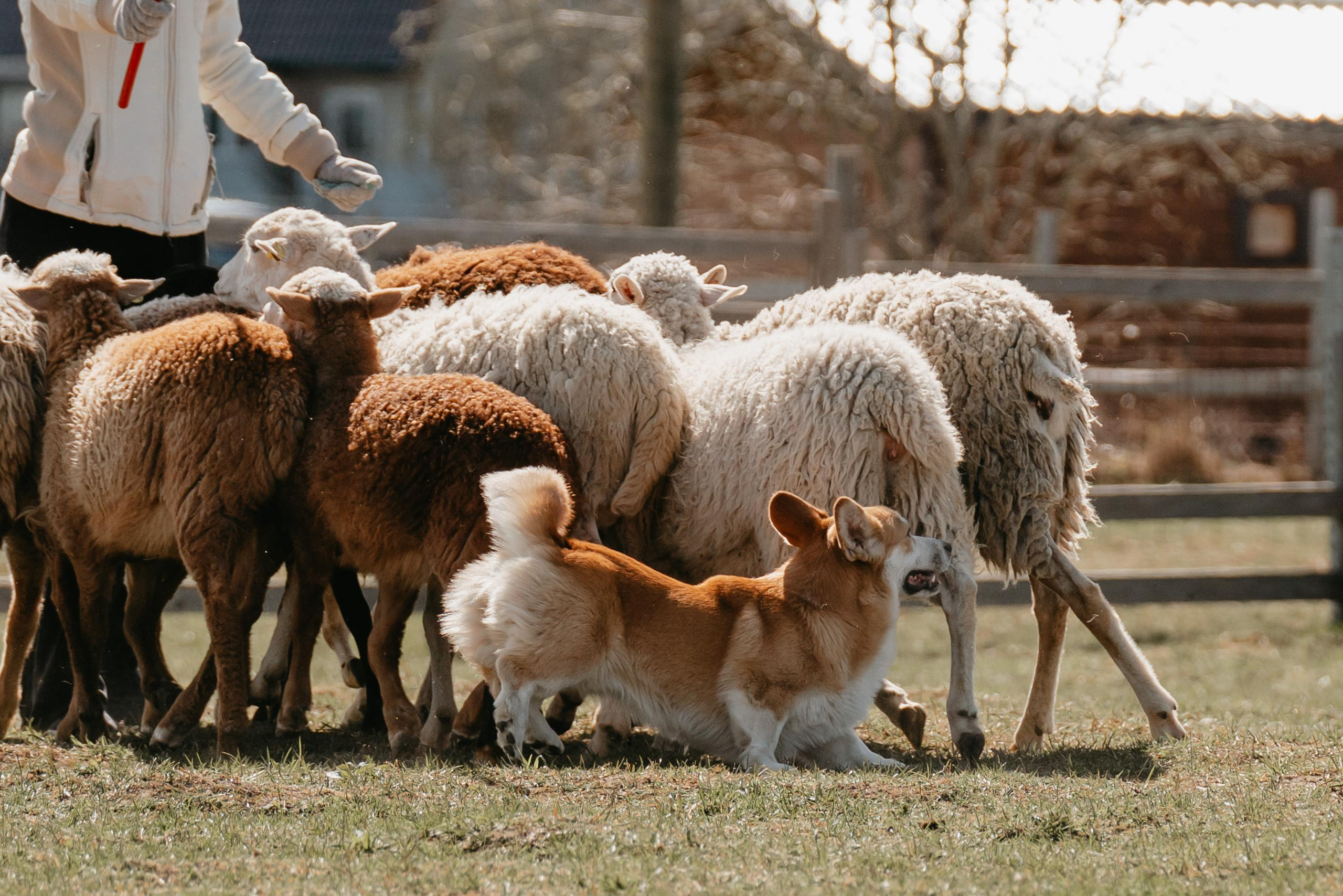 Пастушья служба. Фотограф анималист Осипчикова Мария