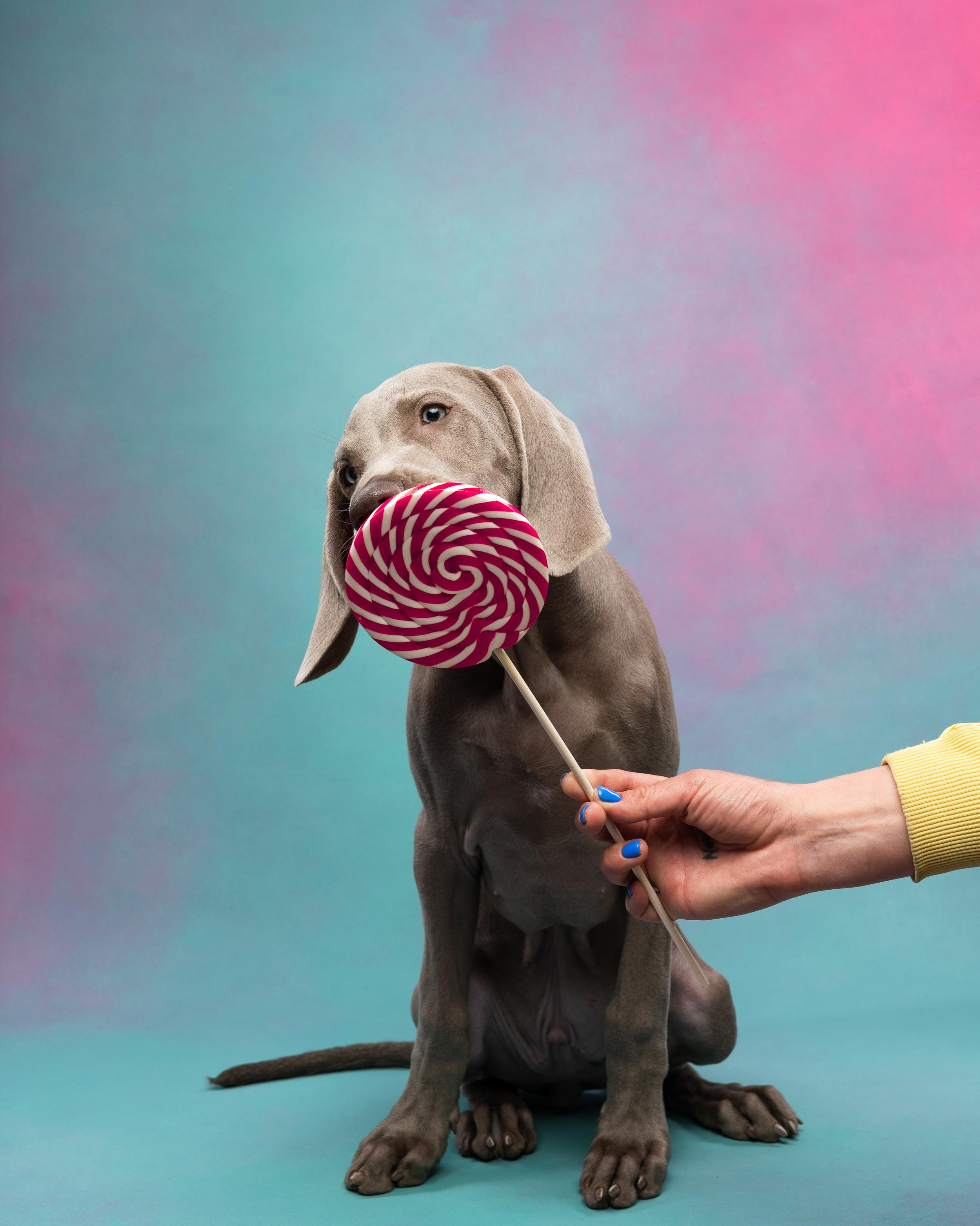 Веймаранер Эспен. Фотограф анималист Осипчикова Мария