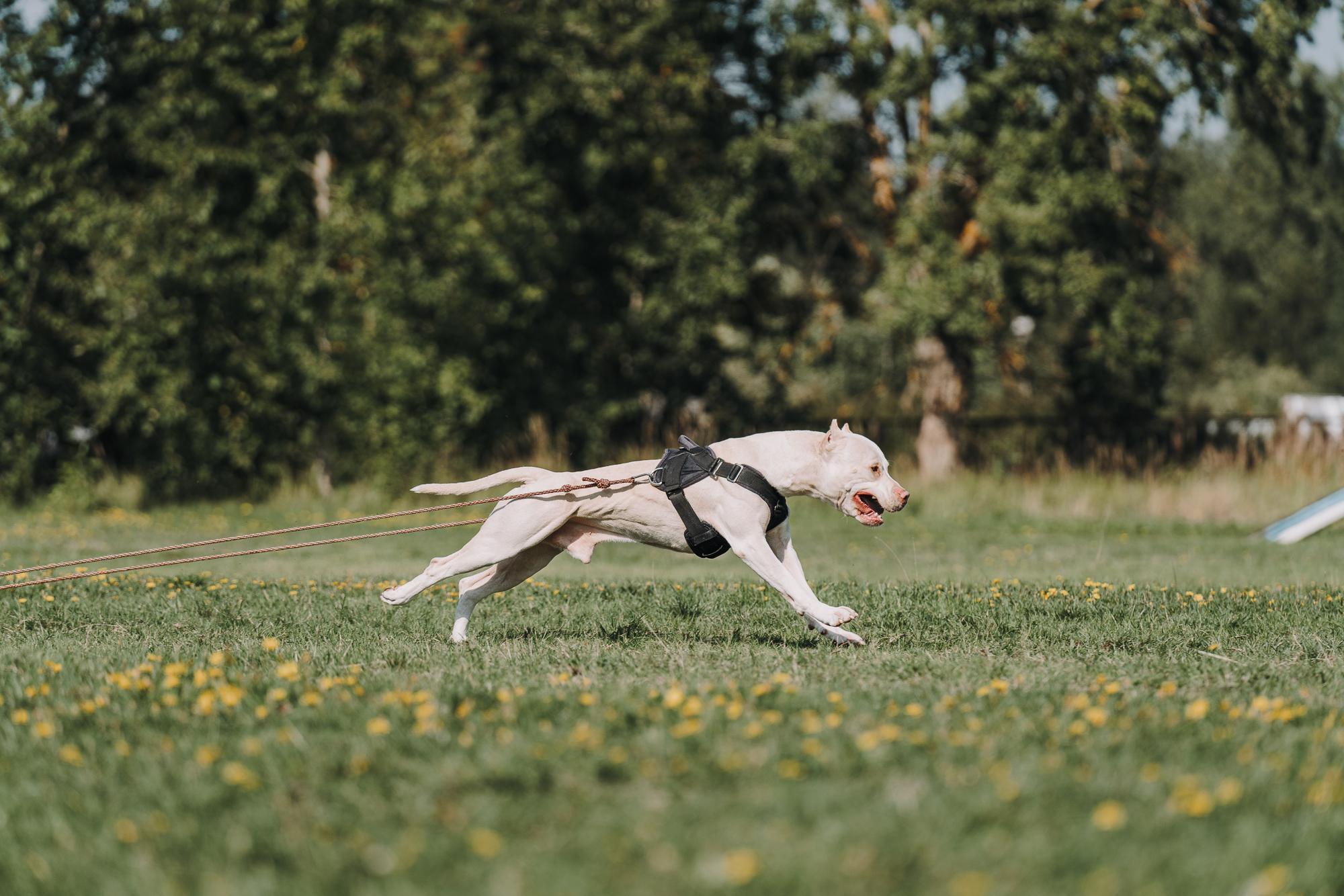 День пита и стаффа. Фотограф анималист Осипчикова Мария