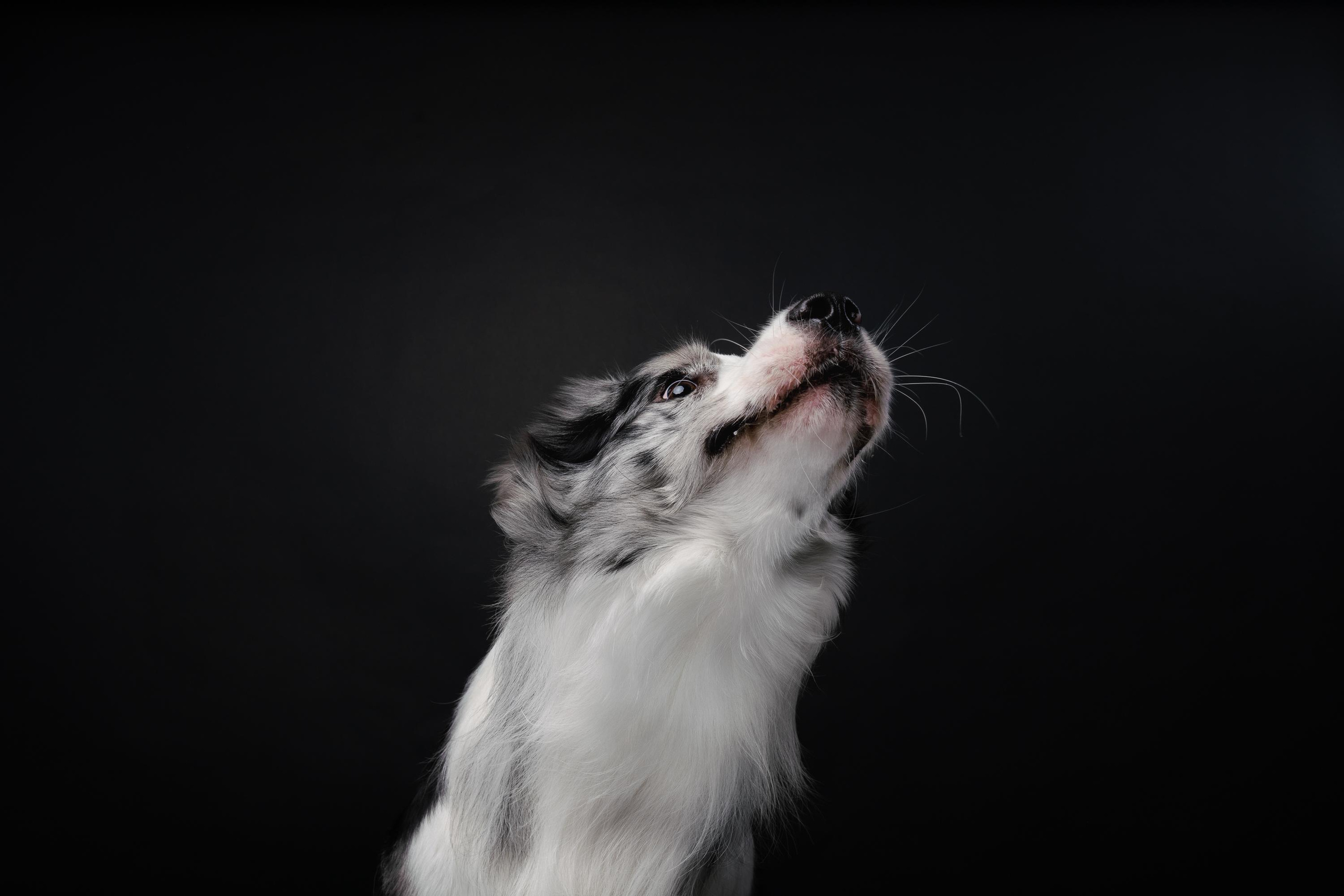 Аня и Гуччи. Фотограф анималист Осипчикова Мария