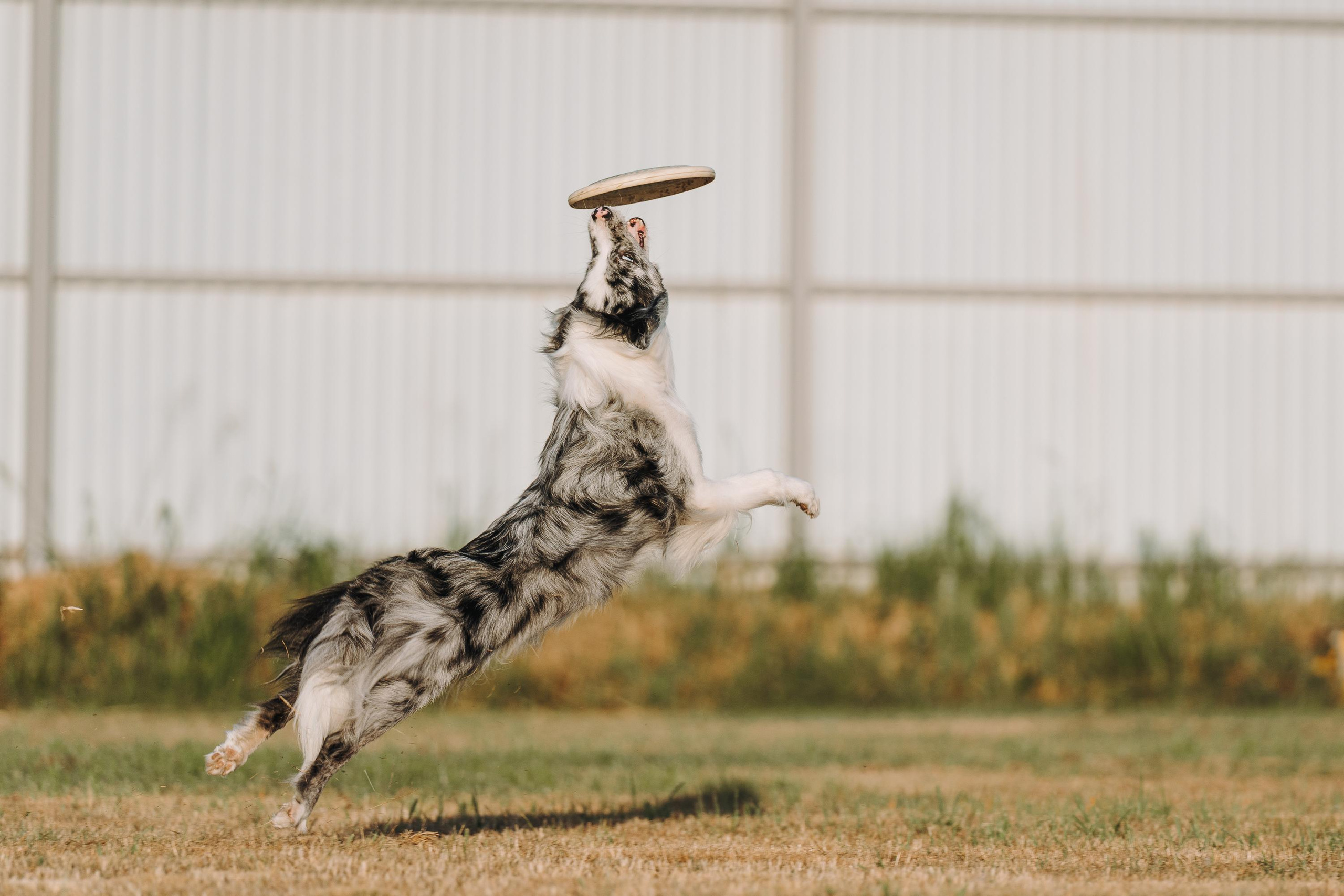 Фрисби игры UpDog. Фотограф анималист Осипчикова Мария