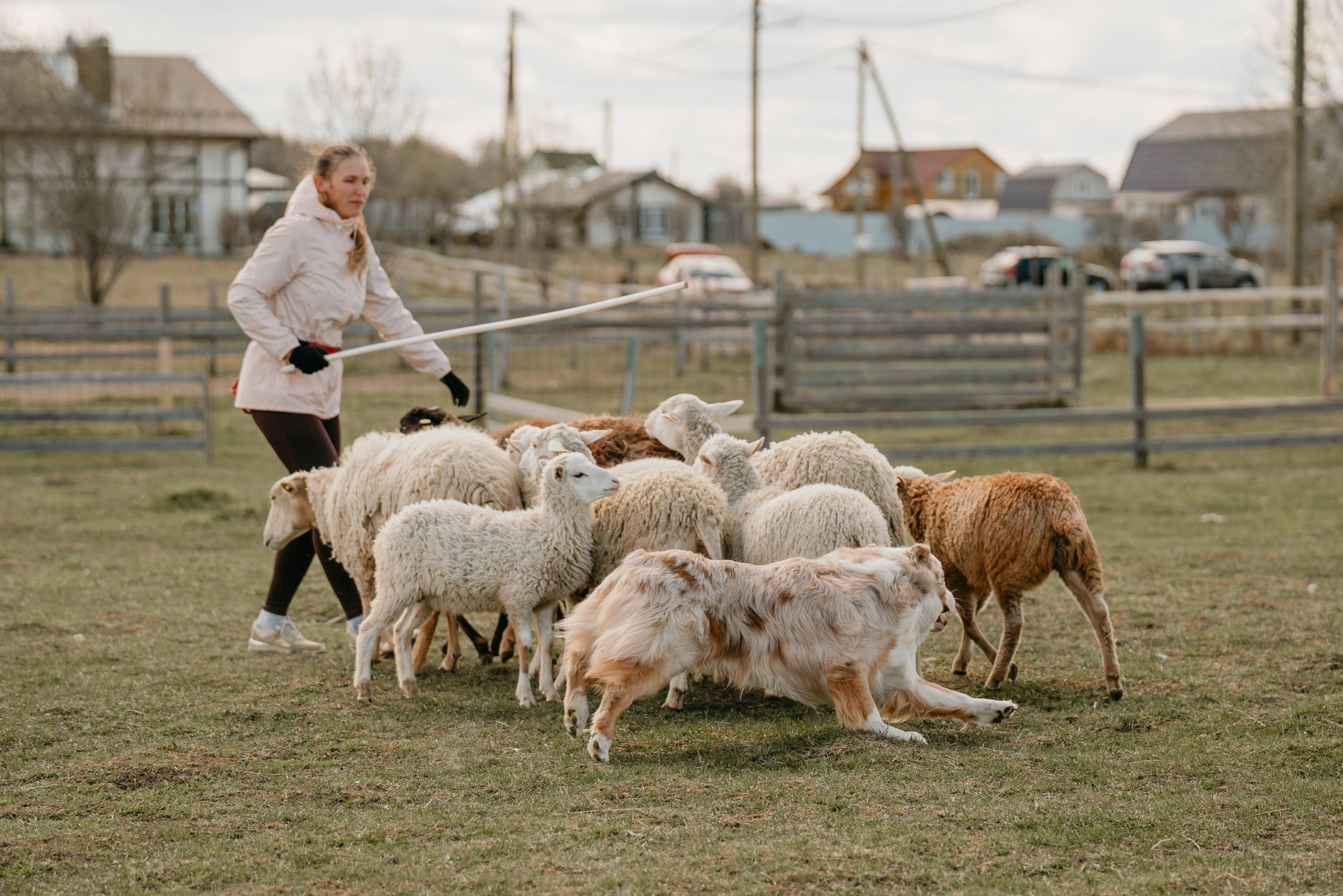 Пастушья служба. Фотограф анималист Осипчикова Мария