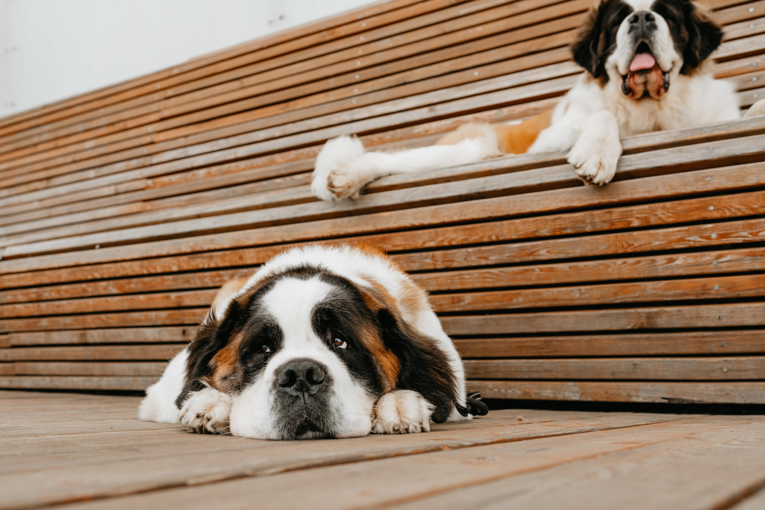 Оля, Молли и Эмми. Фотограф анималист Осипчикова Мария