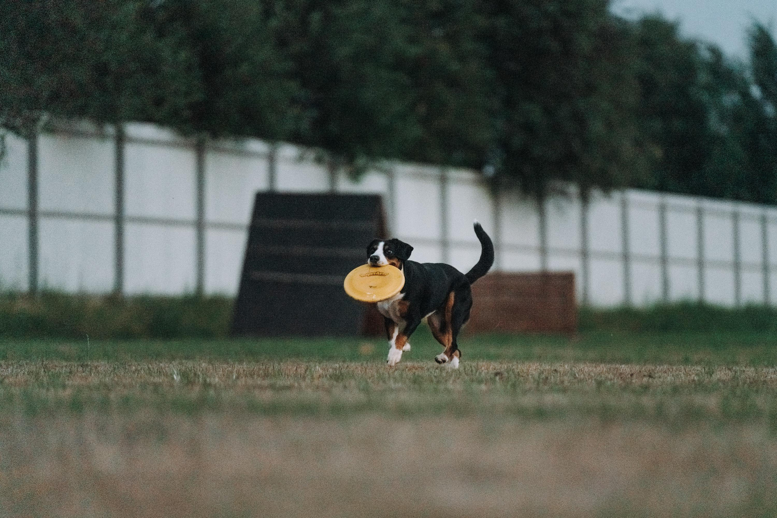 Фрисби игры UpDog. Фотограф анималист Осипчикова Мария