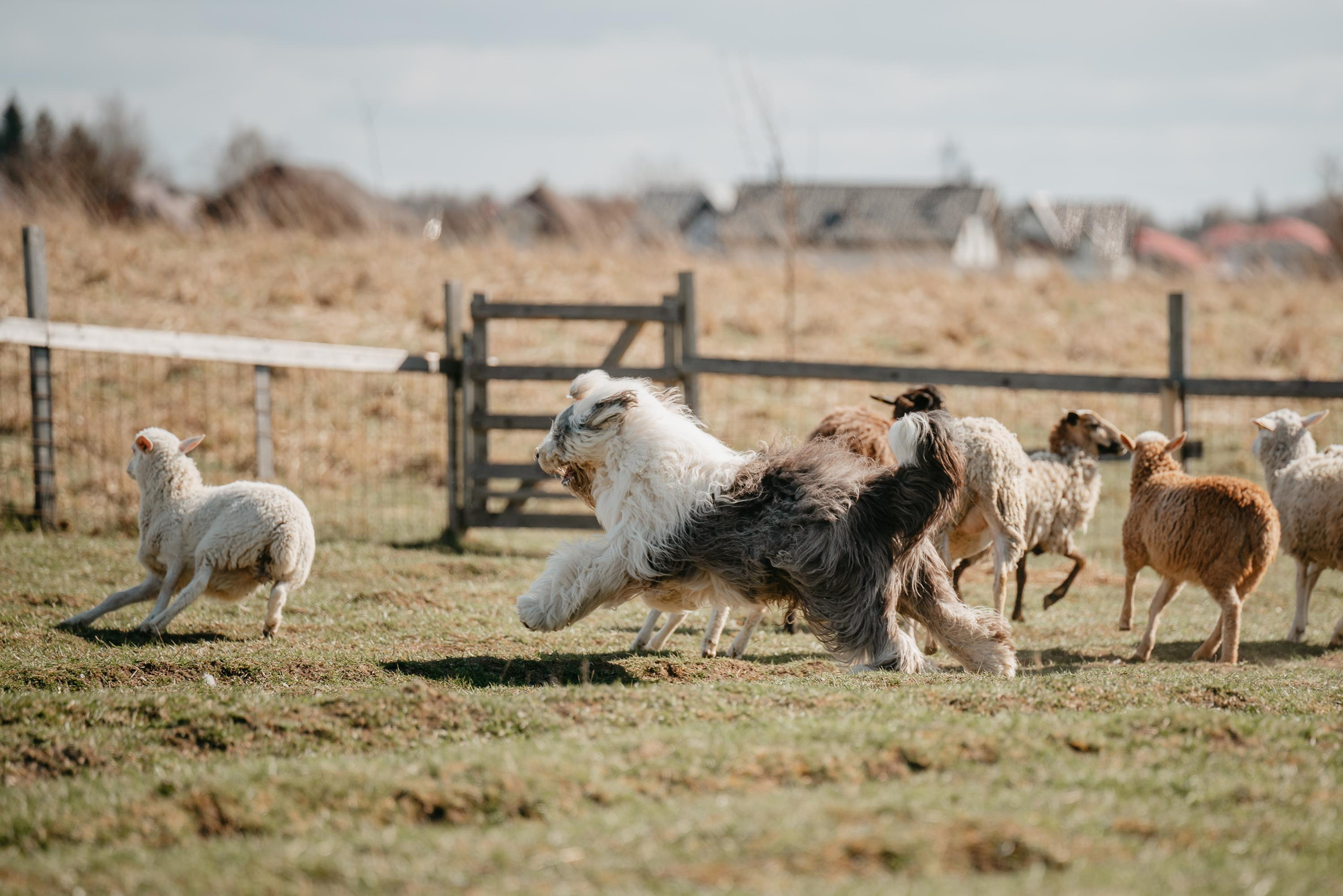 Пастушья служба. Фотограф анималист Осипчикова Мария