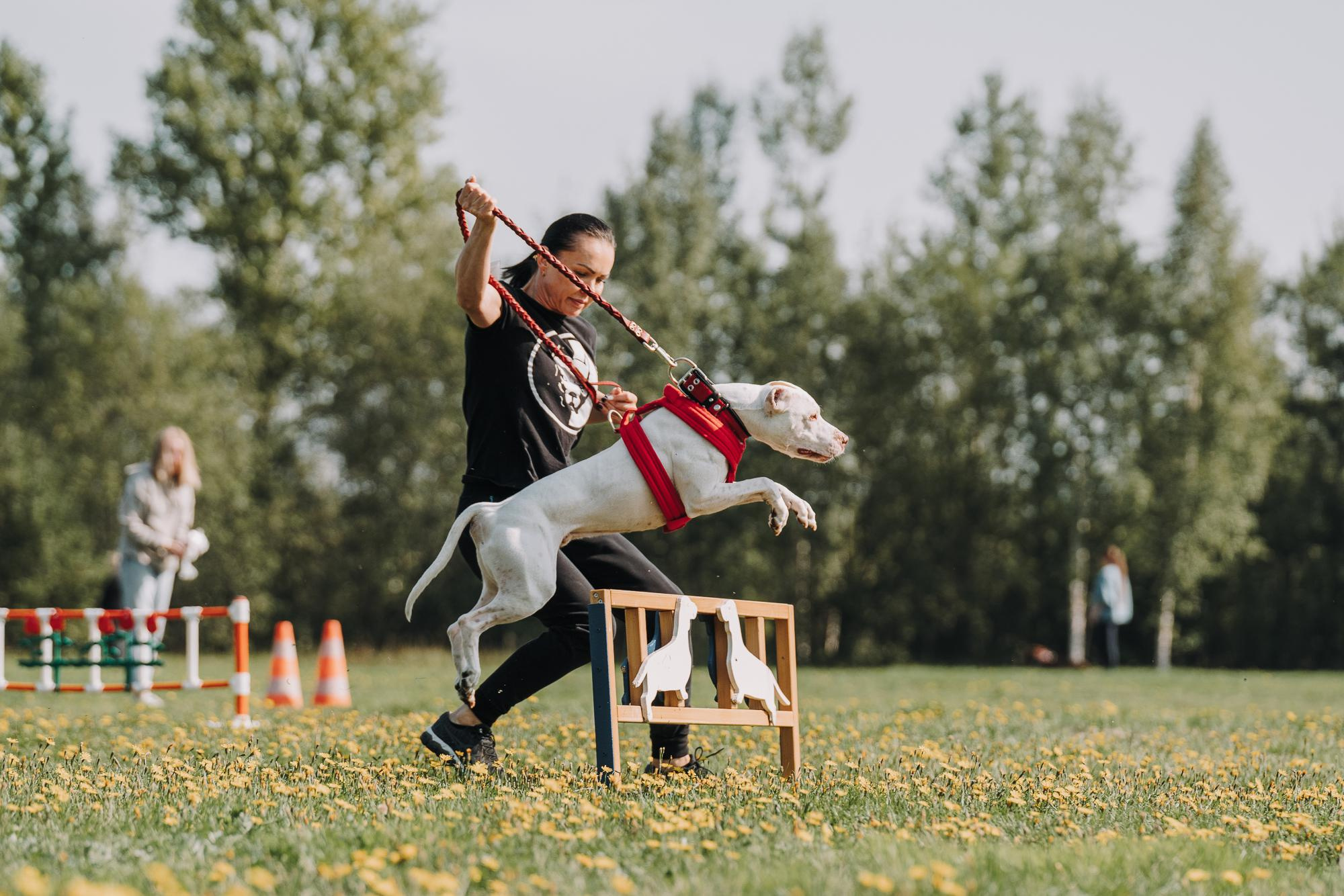 День пита и стаффа. Фотограф анималист Осипчикова Мария